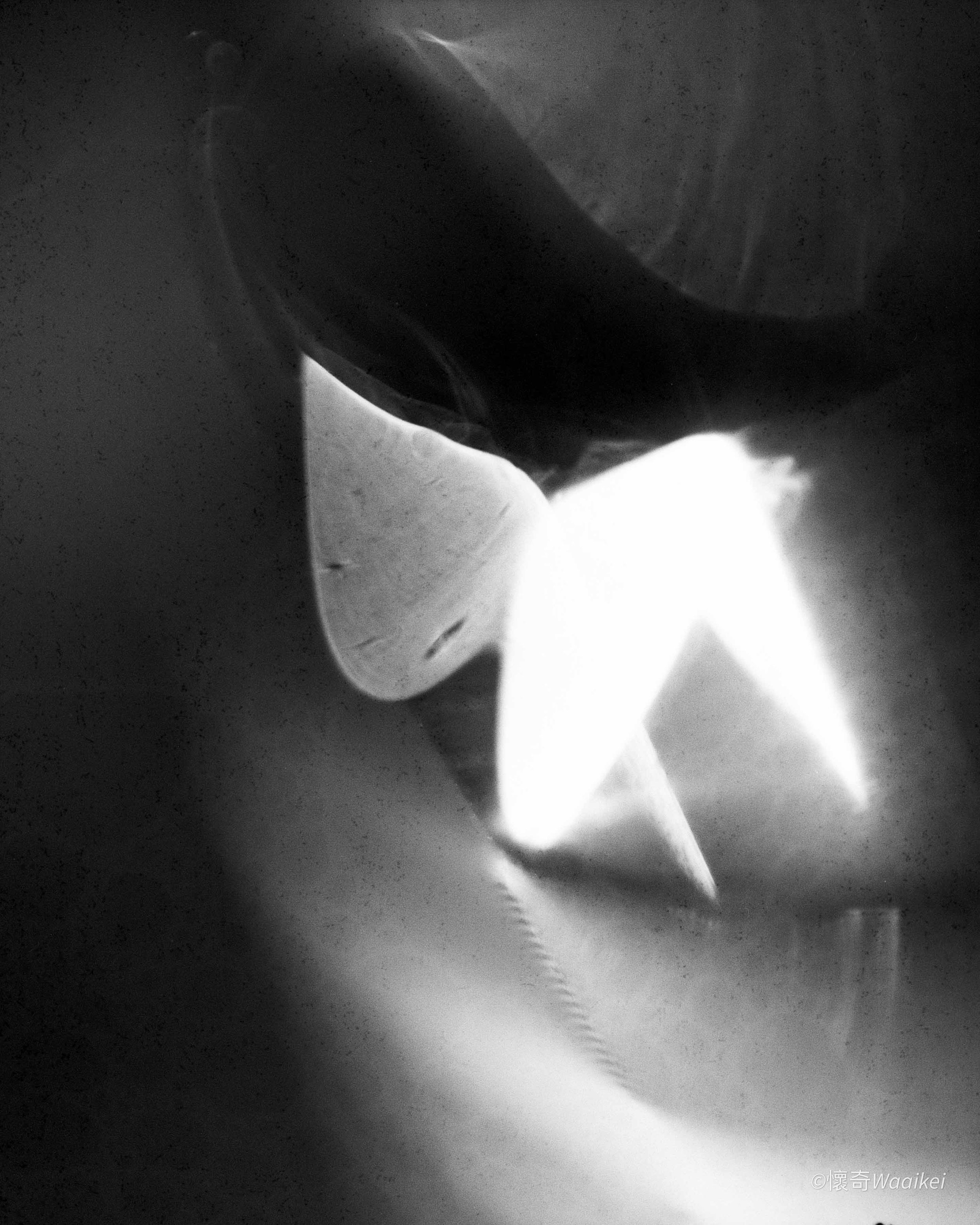 Close-up black and white photography. Butterfly of Light.