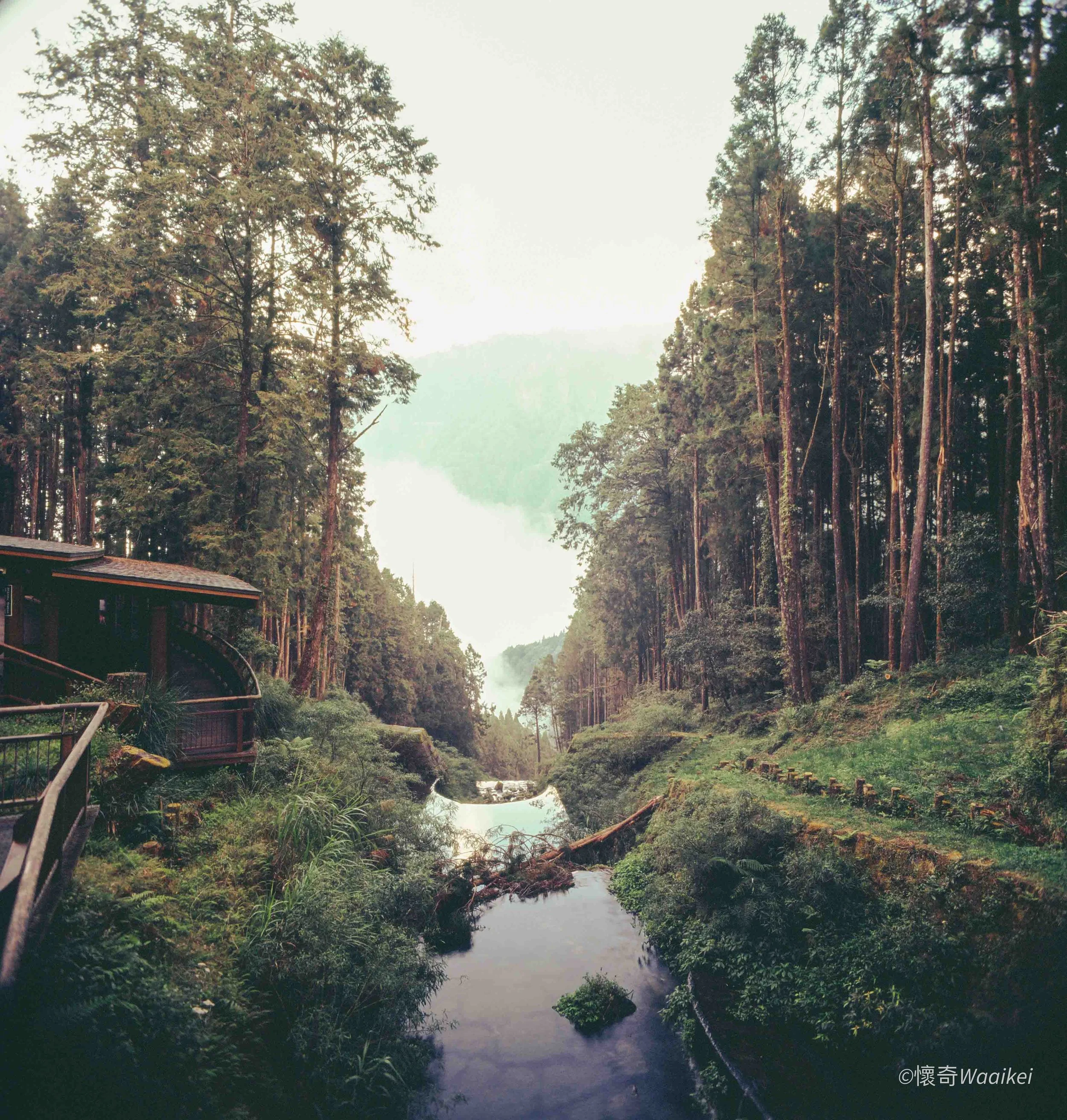 A scenic view of a river flowing through a forest with tall trees on both sides, and mountain peaks visible in the distance under a bright sky.