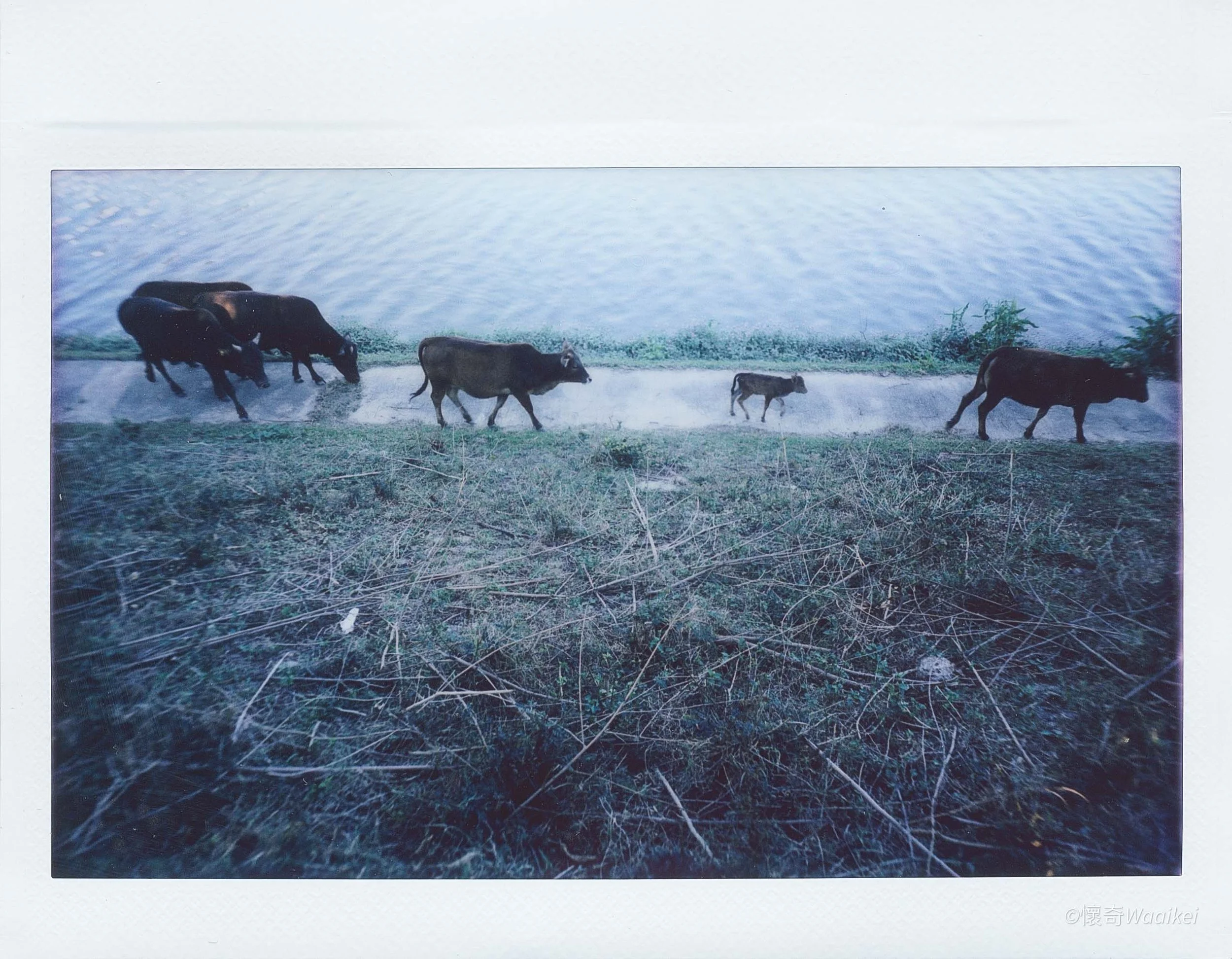 Photograph of cattle walking along a riverbank during daytime.