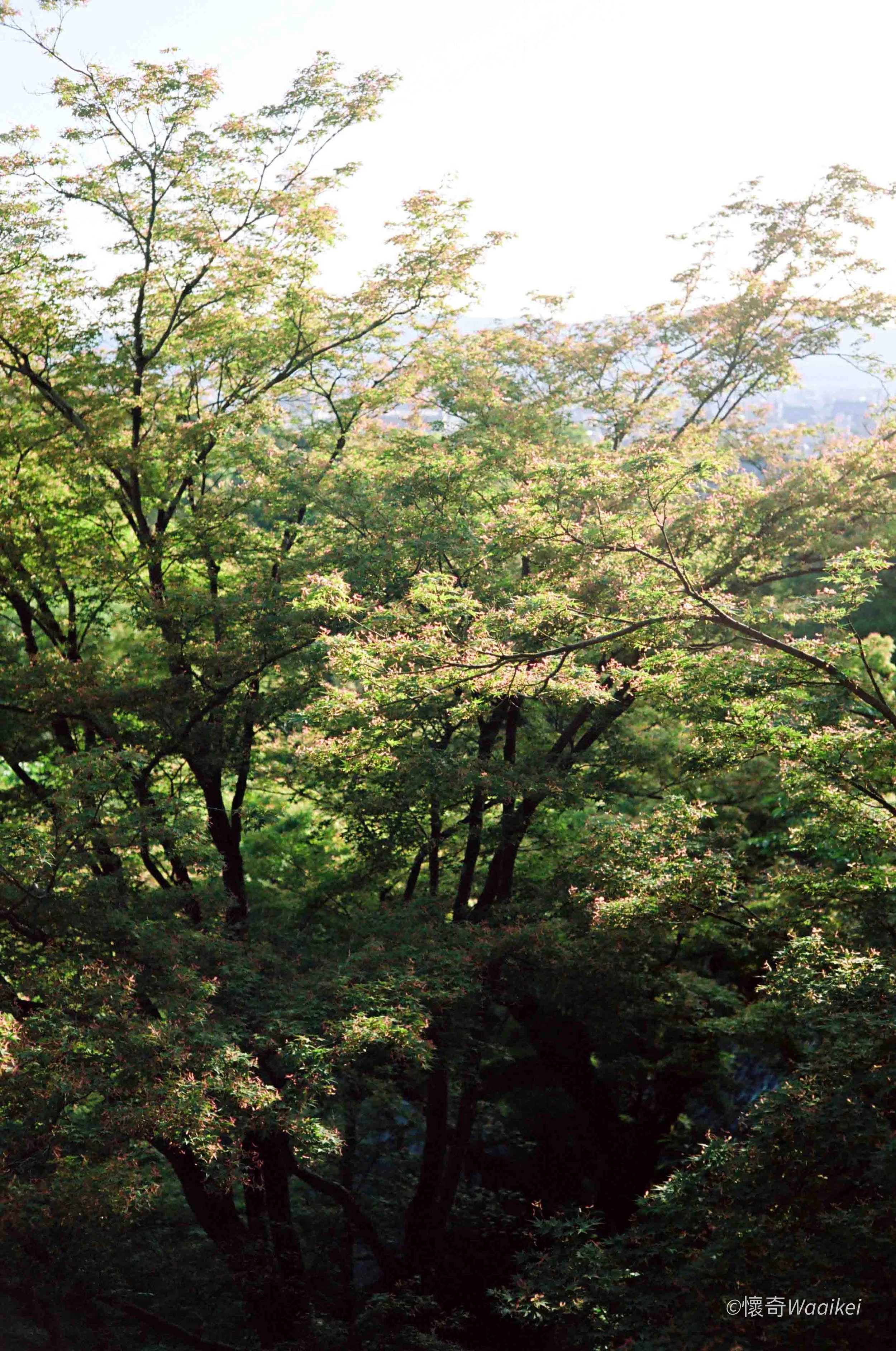A dense forest with tall trees, green leaves, and sunlight filtering through the canopy.