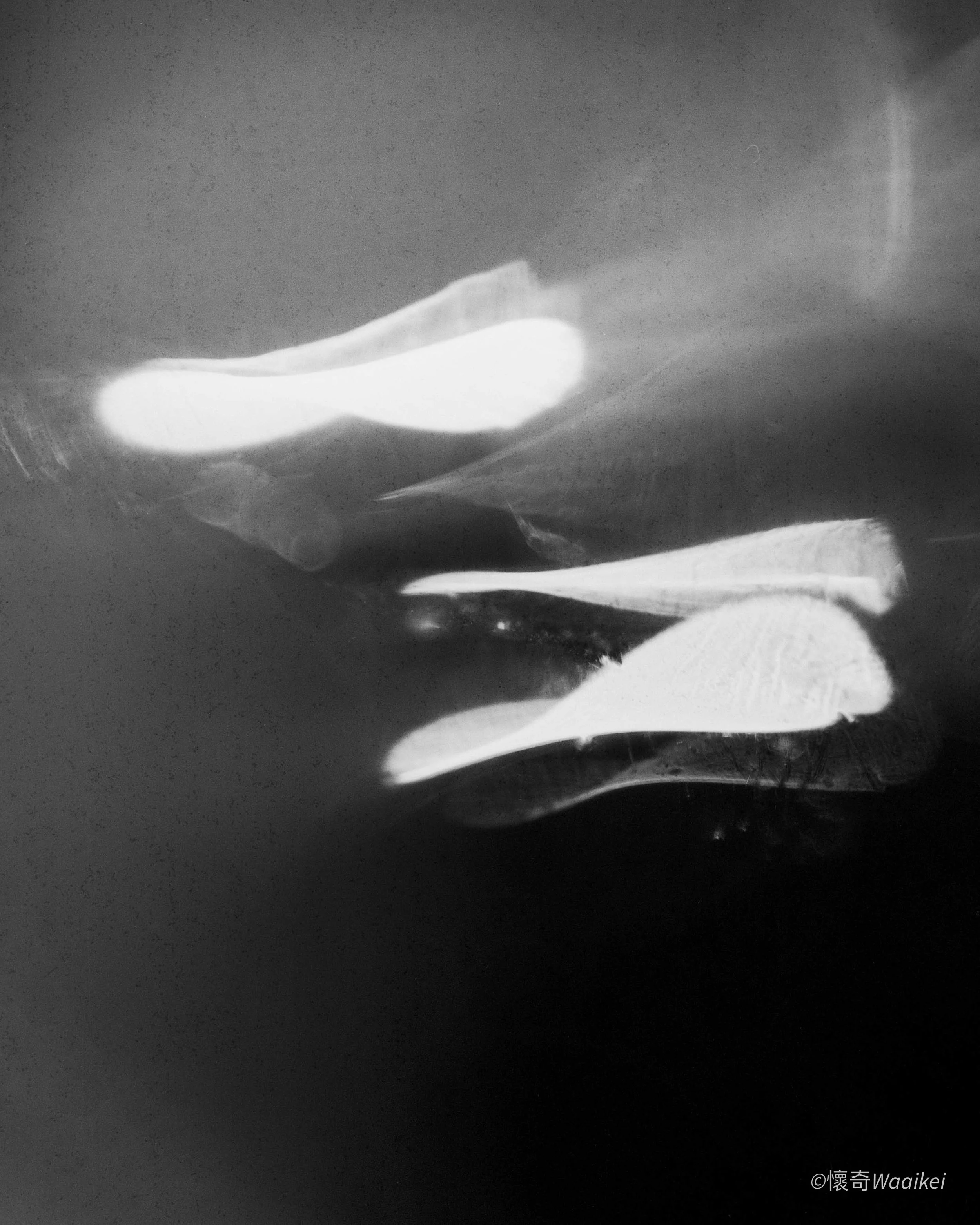 A black and white photo showing a glowing dragonfly with wings spread, captured through a close-up or macro perspective.