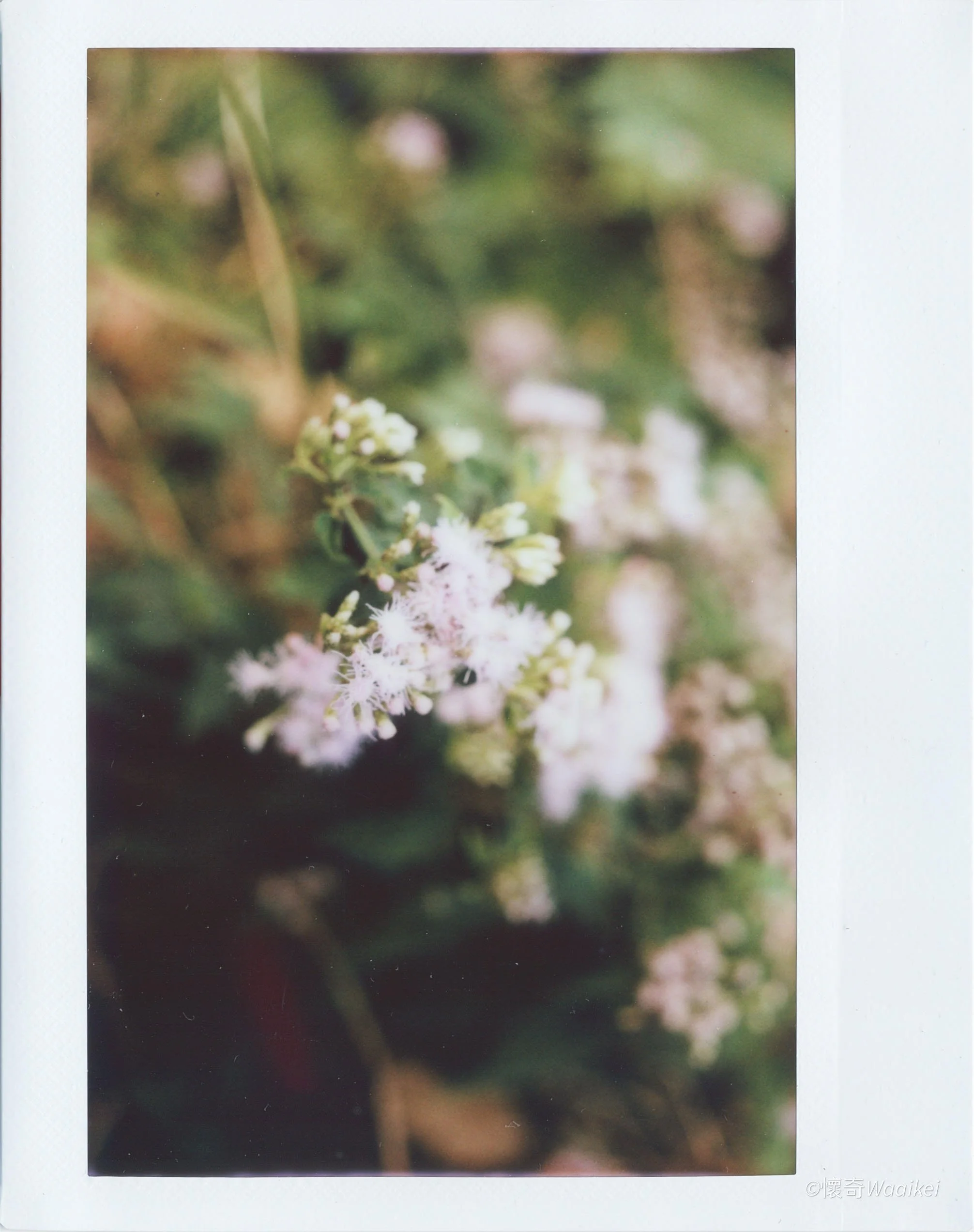 Close-up of small white and pink flowers on a green plant, with blurred background.