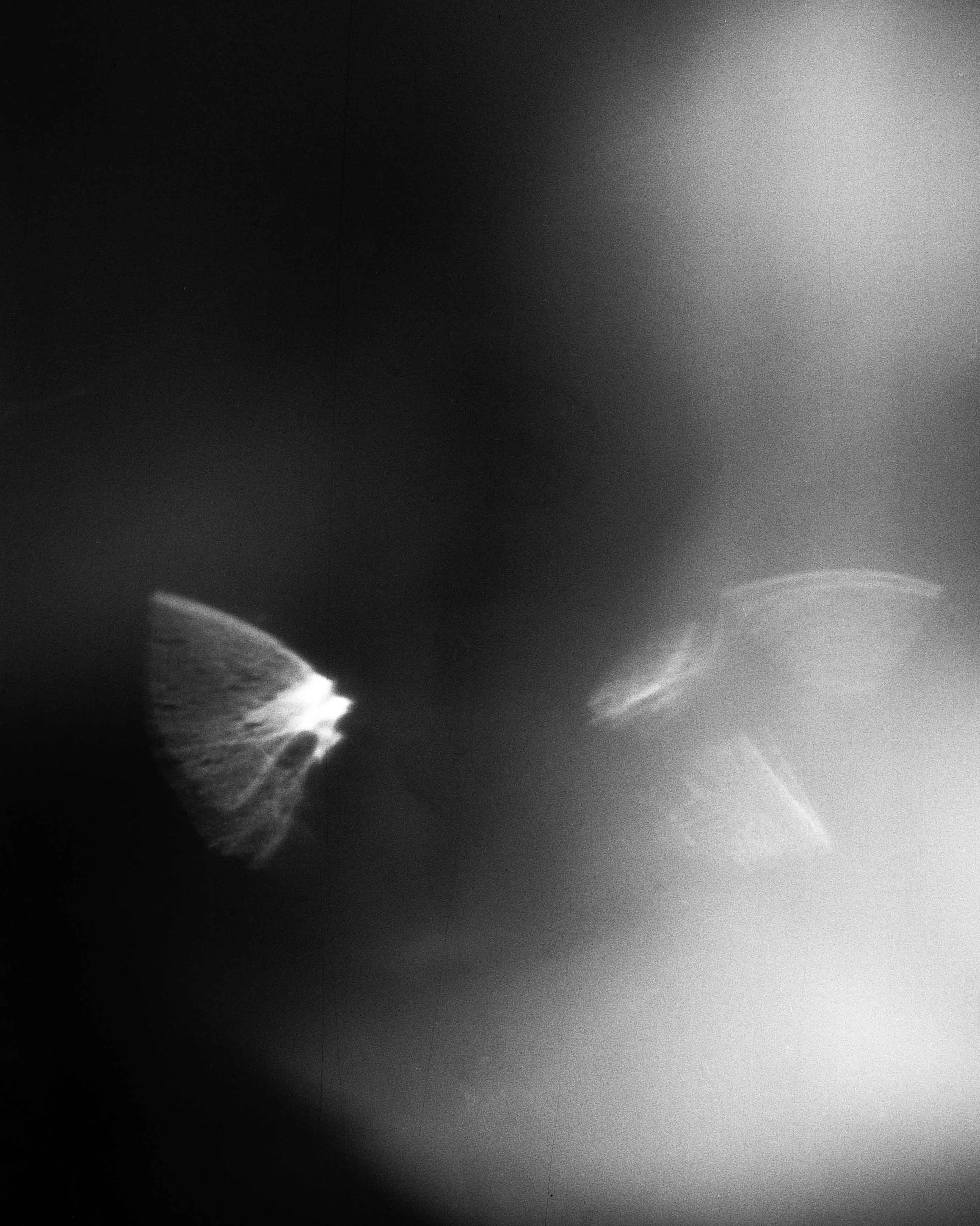 蝴蝶的凝視 Butterfly of light 