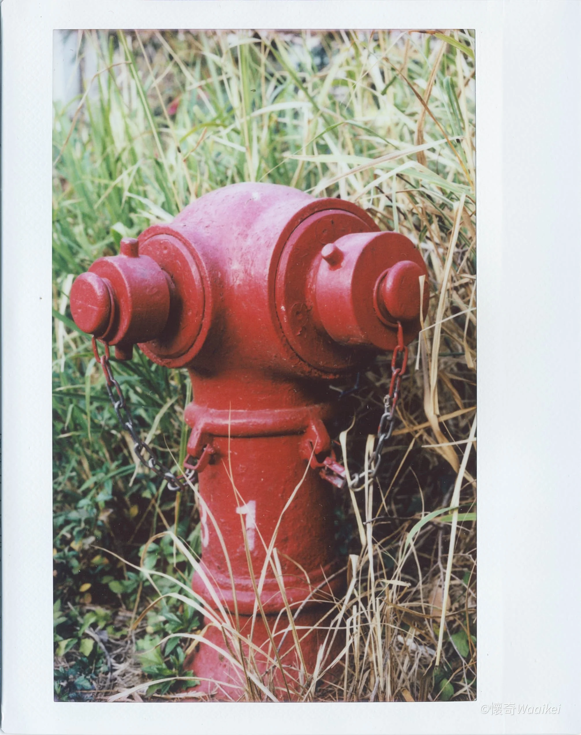 Red fire hydrant surrounded by tall grass and weeds.