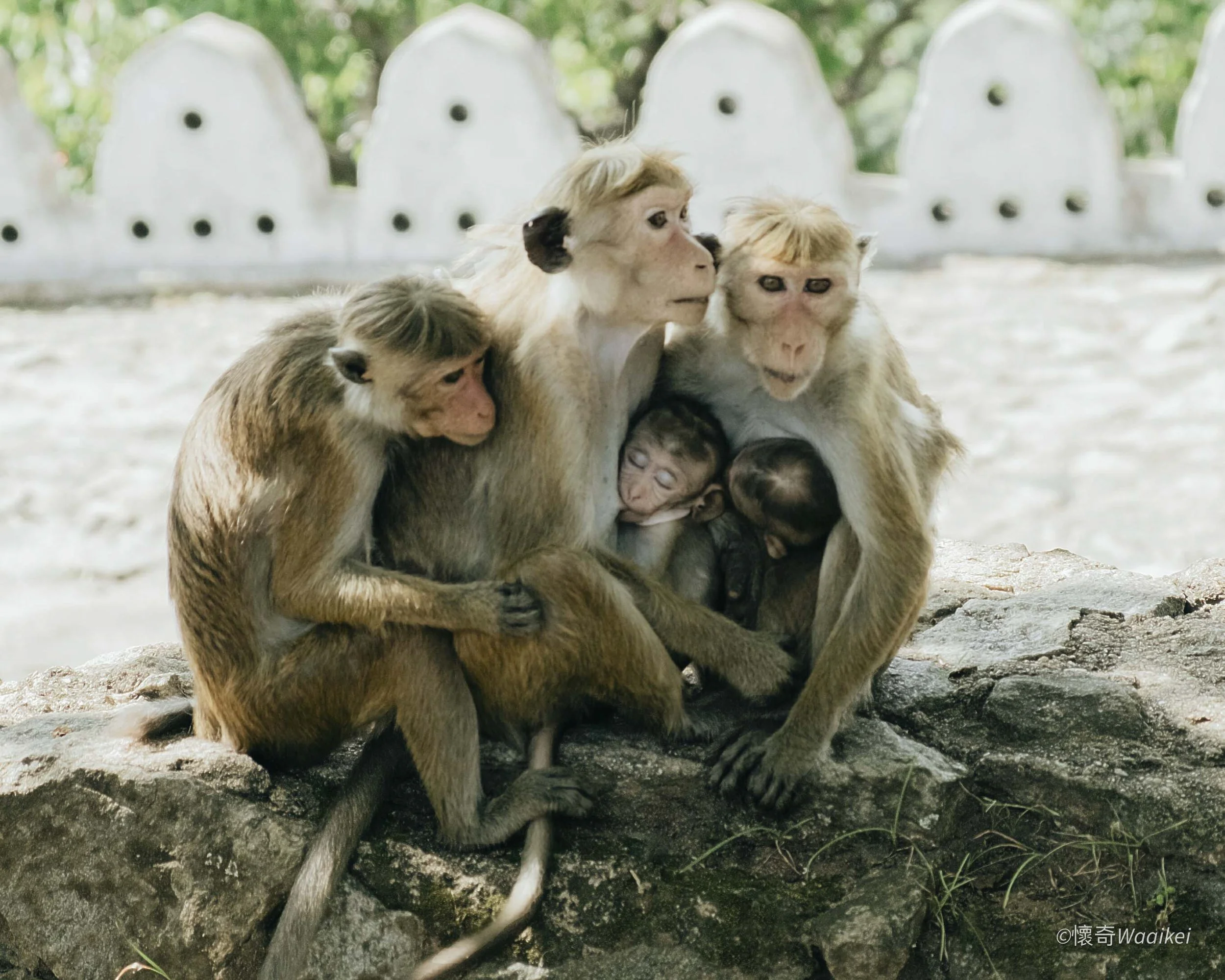 Four monkeys huddled together, sitting on rocks in front of white fence with trees in the background.