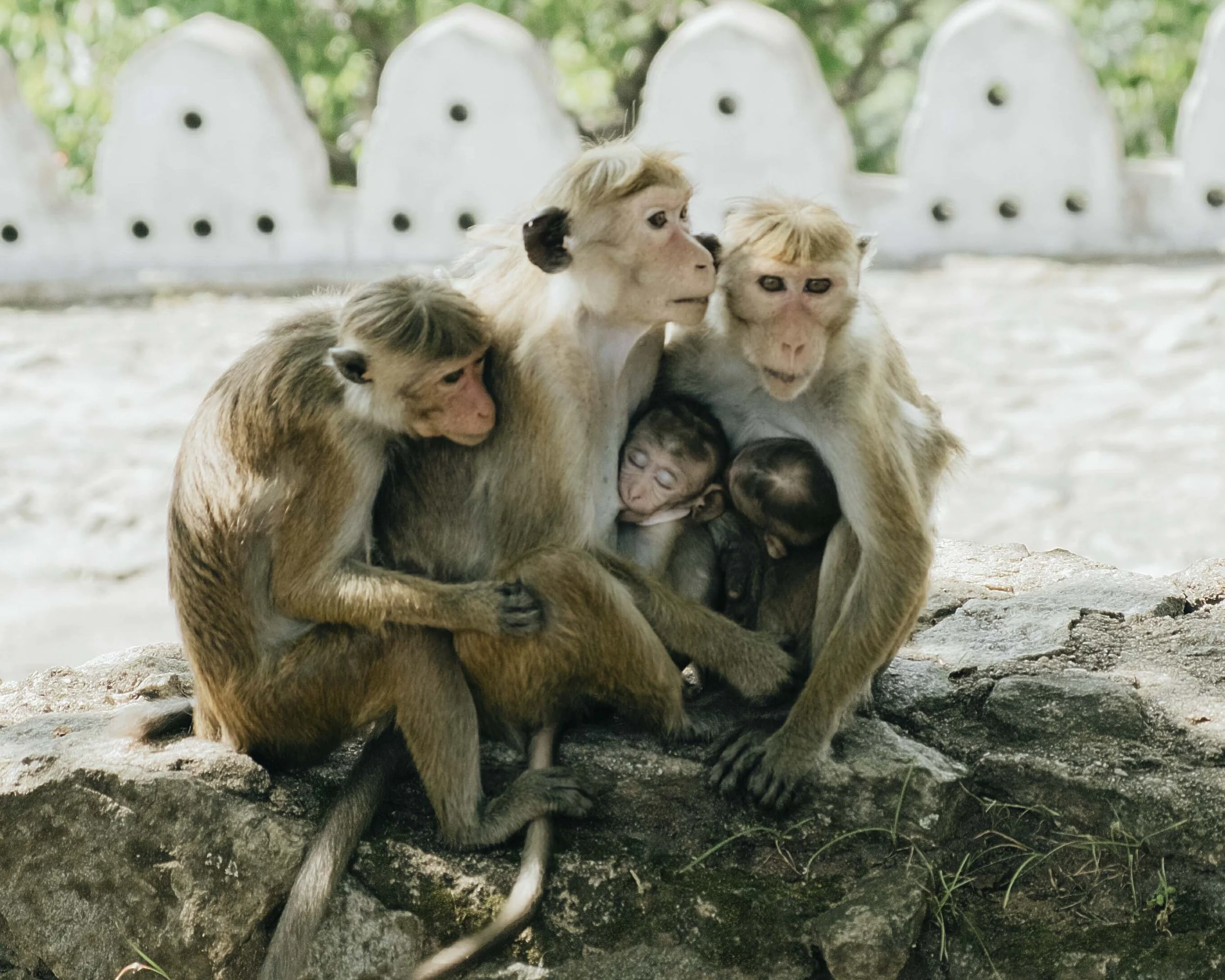 Group of monkeys sitting and leaning on each other outdoors on a rock, with trees in the background.