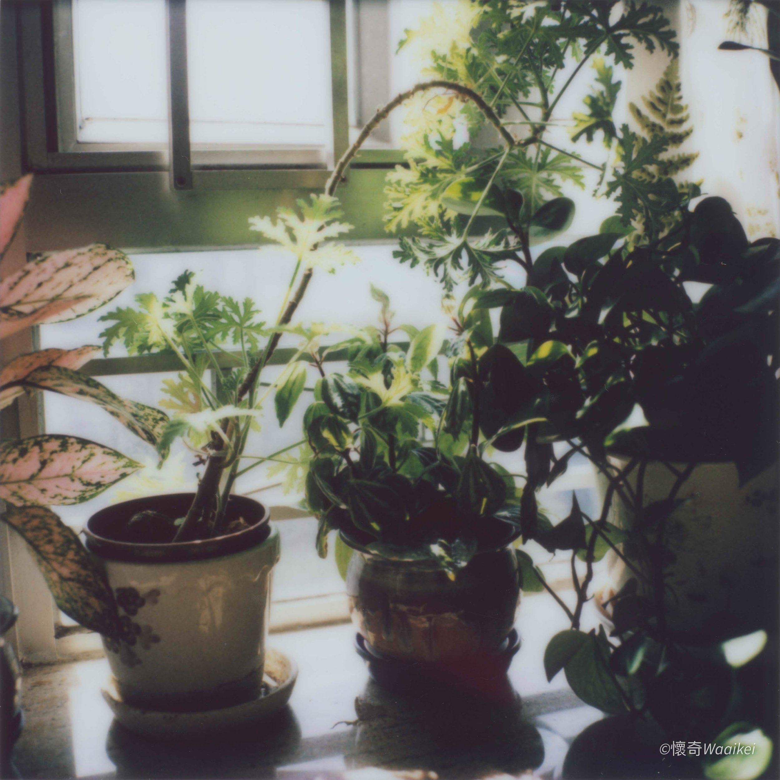 Various potted plants on a windowsill with bright natural light, including a variegated leaf in the foreground and leaves with deep green and yellow hues.
