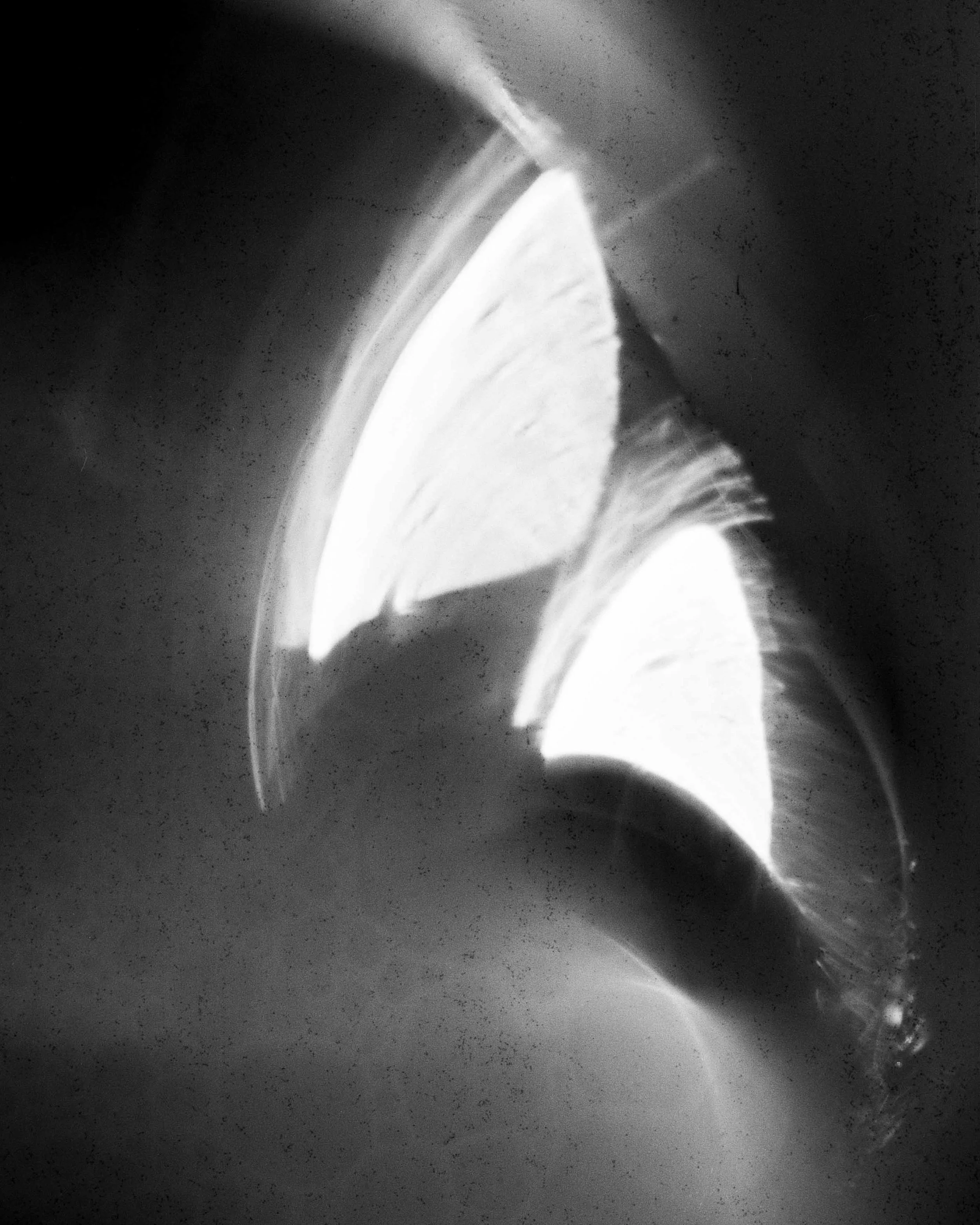 蝴蝶的凝視 Butterfly of light