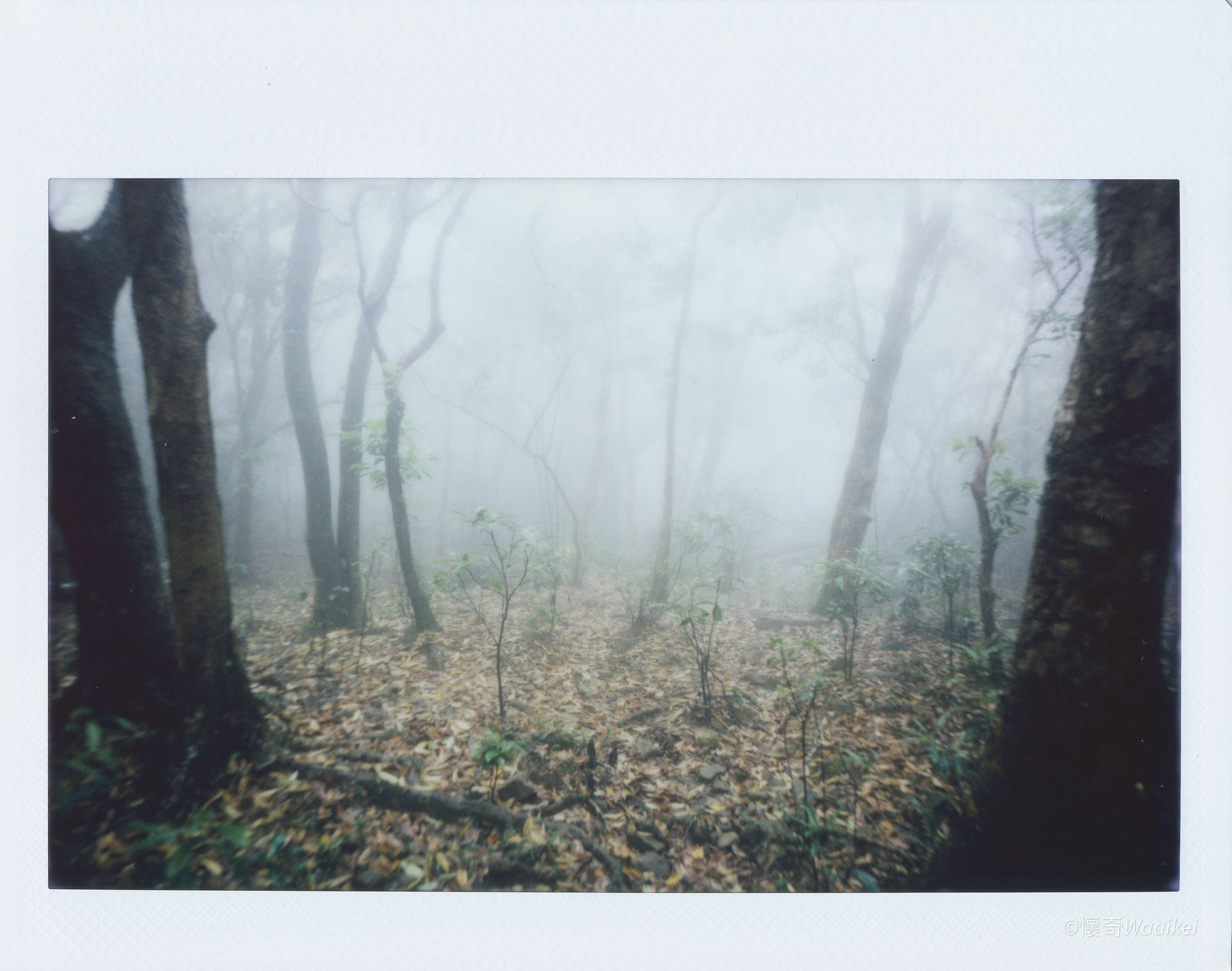 A foggy forest scene with trees and fallen leaves on the ground.