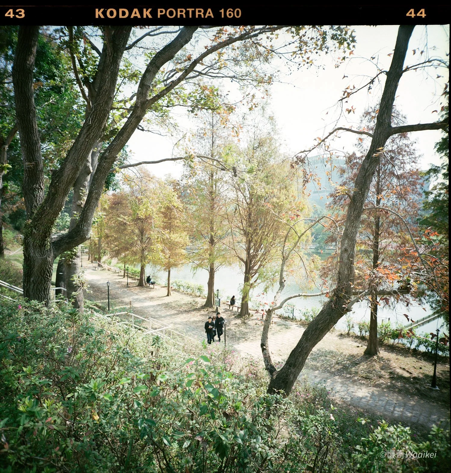 A park pathway bordered by trees with autumn leaves, overlooking a river, with people walking and sitting on benches.