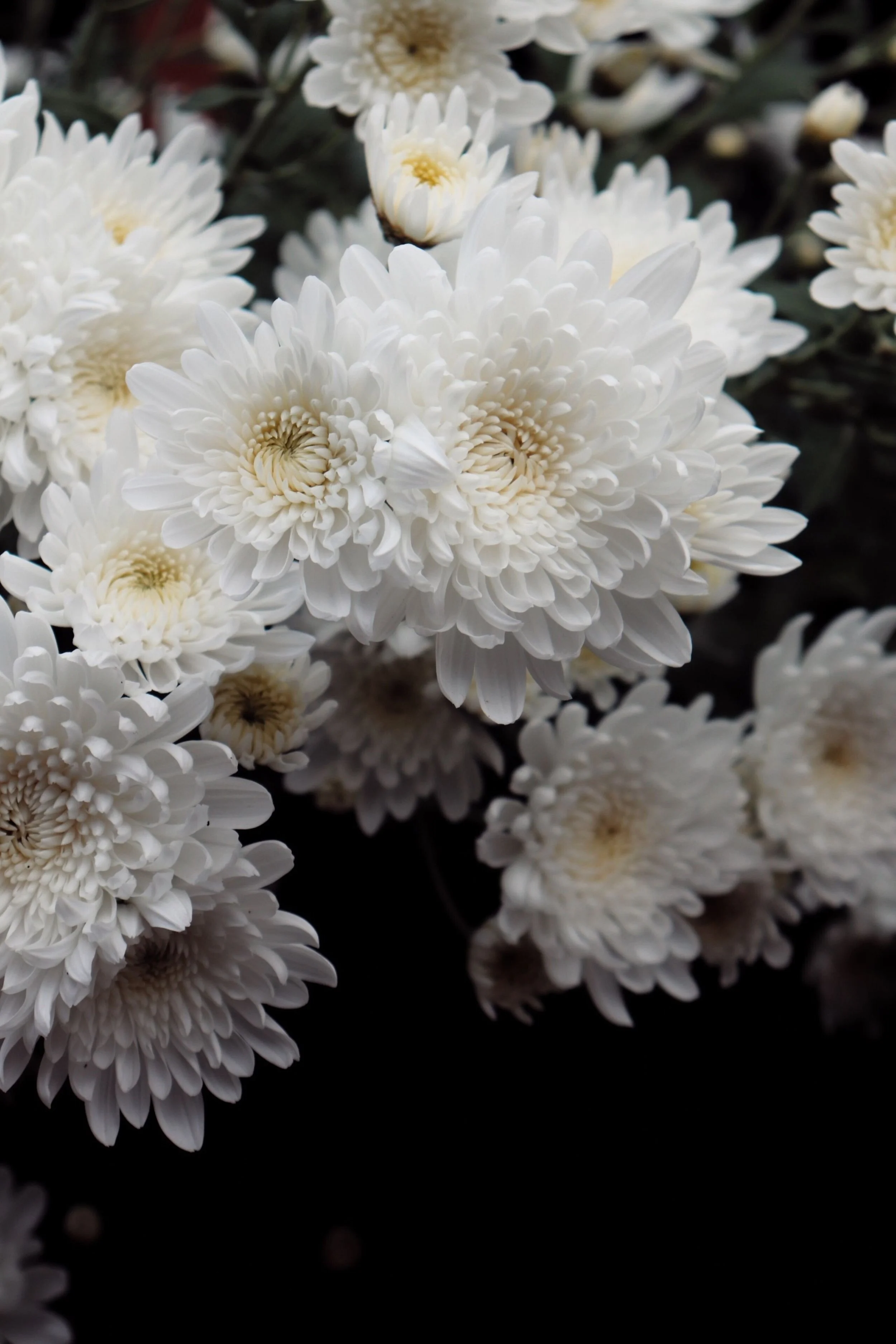 Close-up of white chrysanthemums with dark background