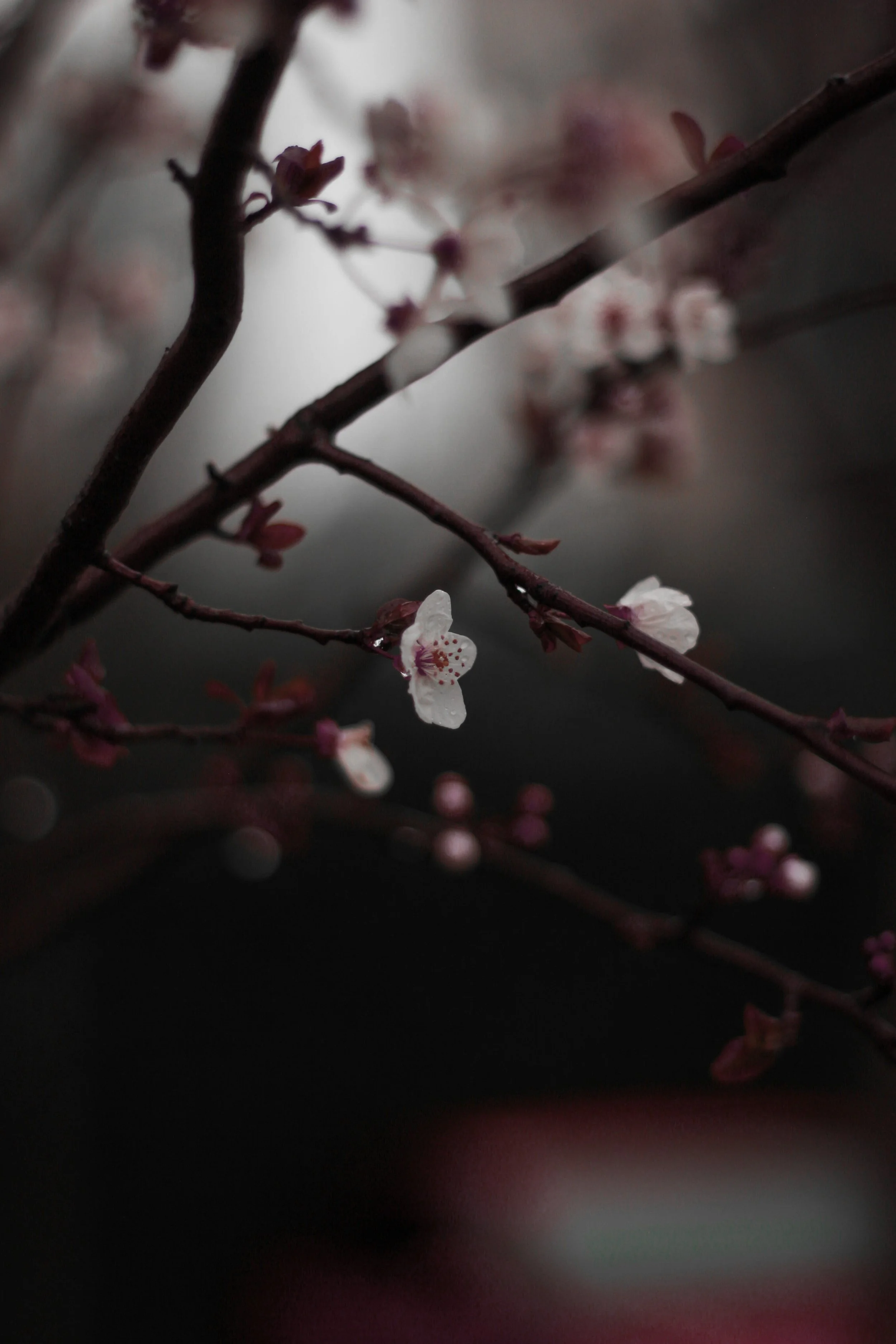 Close-up of pink and white cherry blossoms on dark branches, blurred background, soft focus.