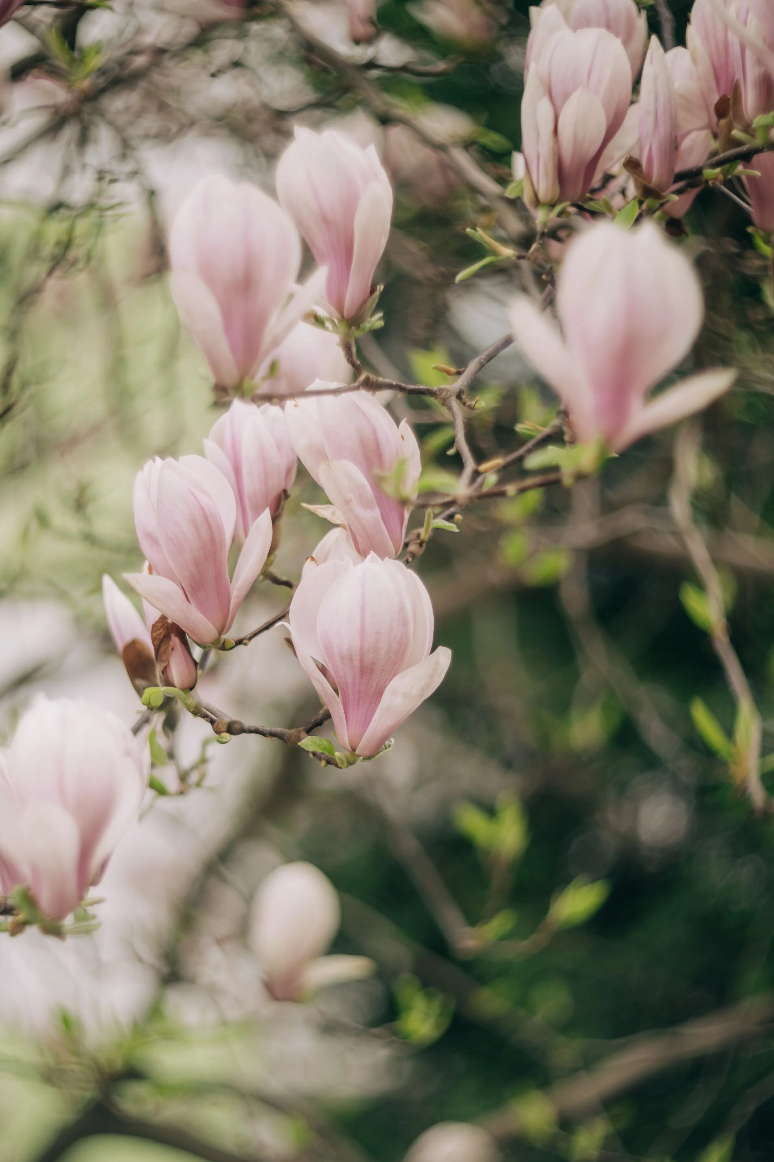Close-up of pink and white magnolia flowers blooming on branches, with green leaves in the background.