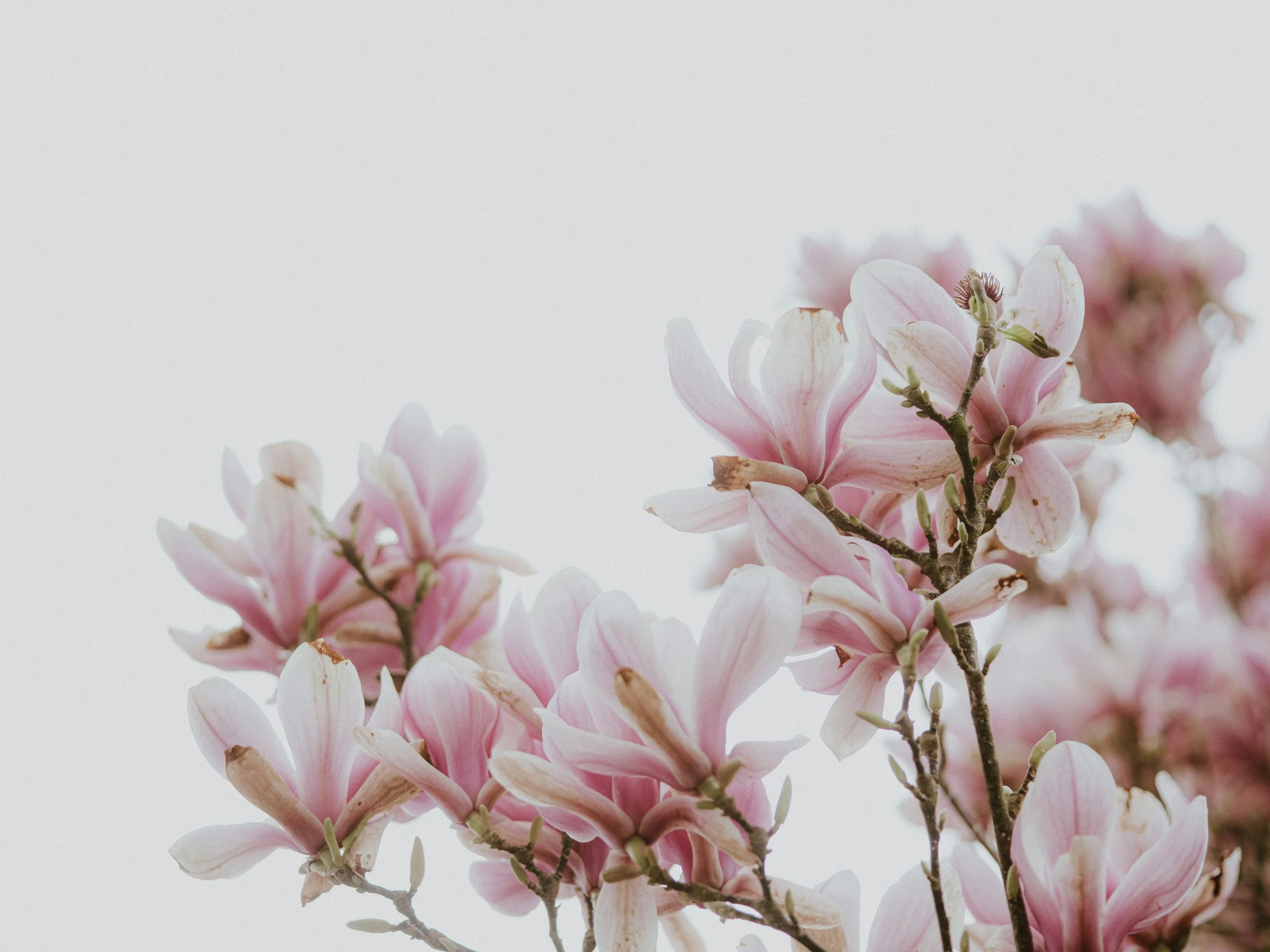 Close-up of pink and white paperwhite flowers on a branch, with a light gray background.
