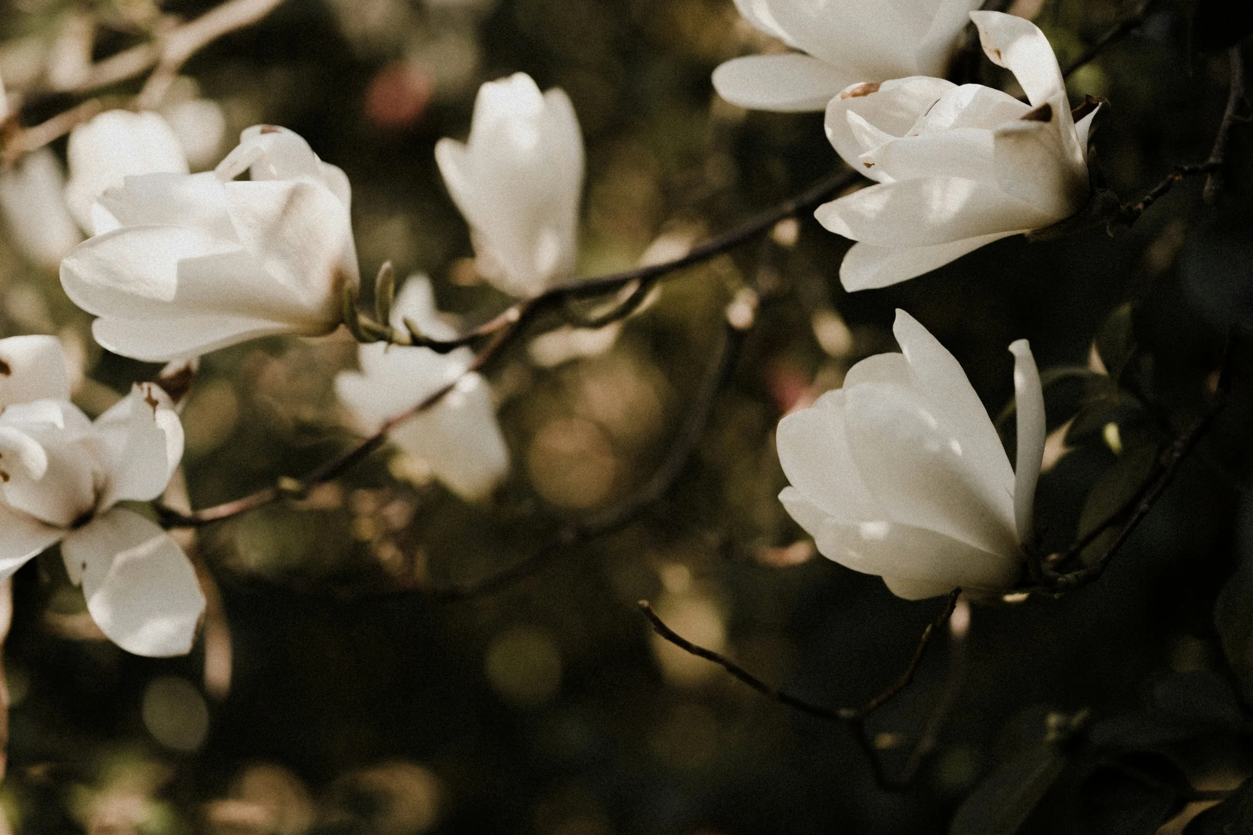 Close-up of white magnolia flowers on a dark background.
