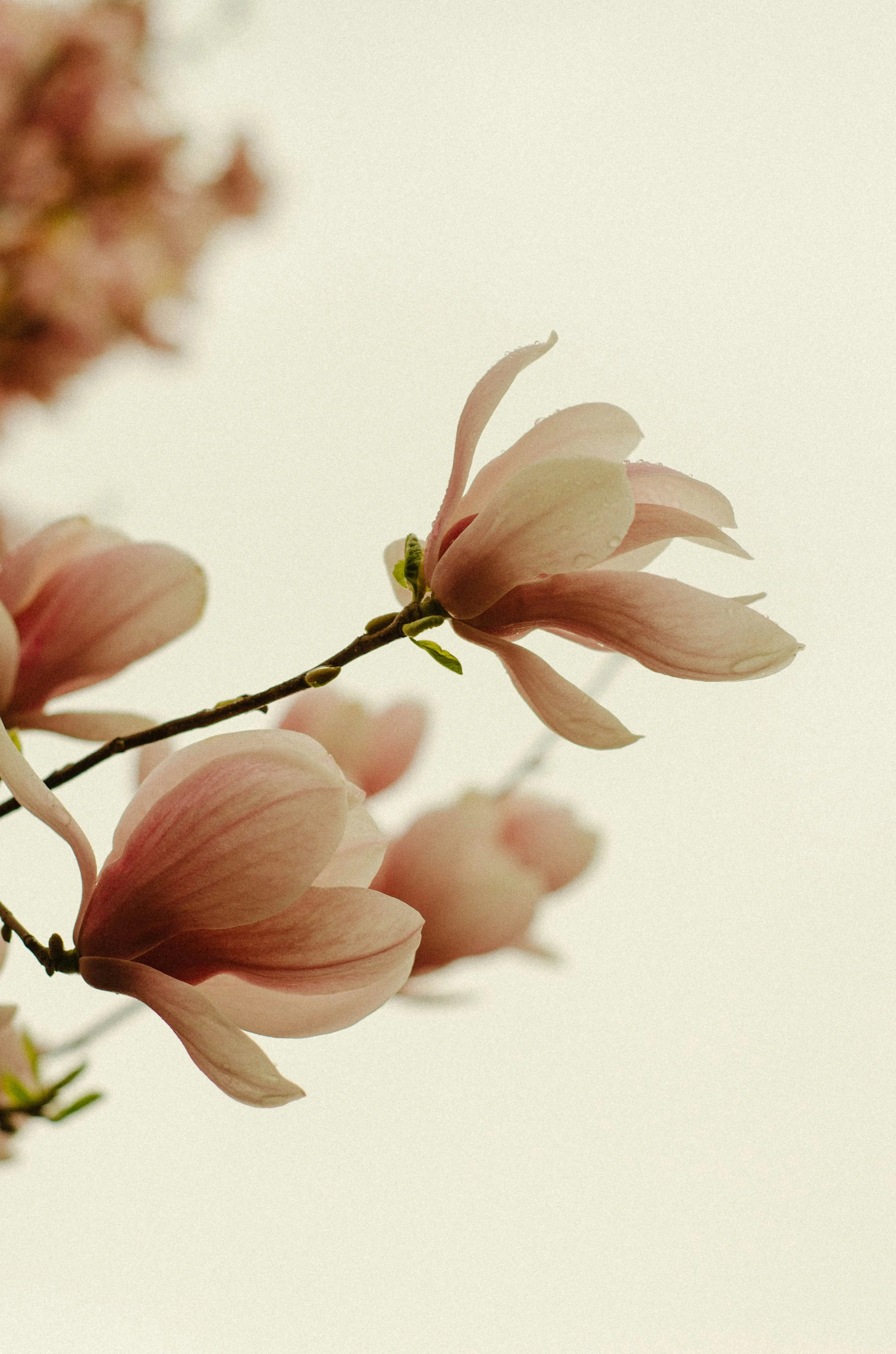 Close-up of pale pink magnolia flowers on a branch against a neutral background.