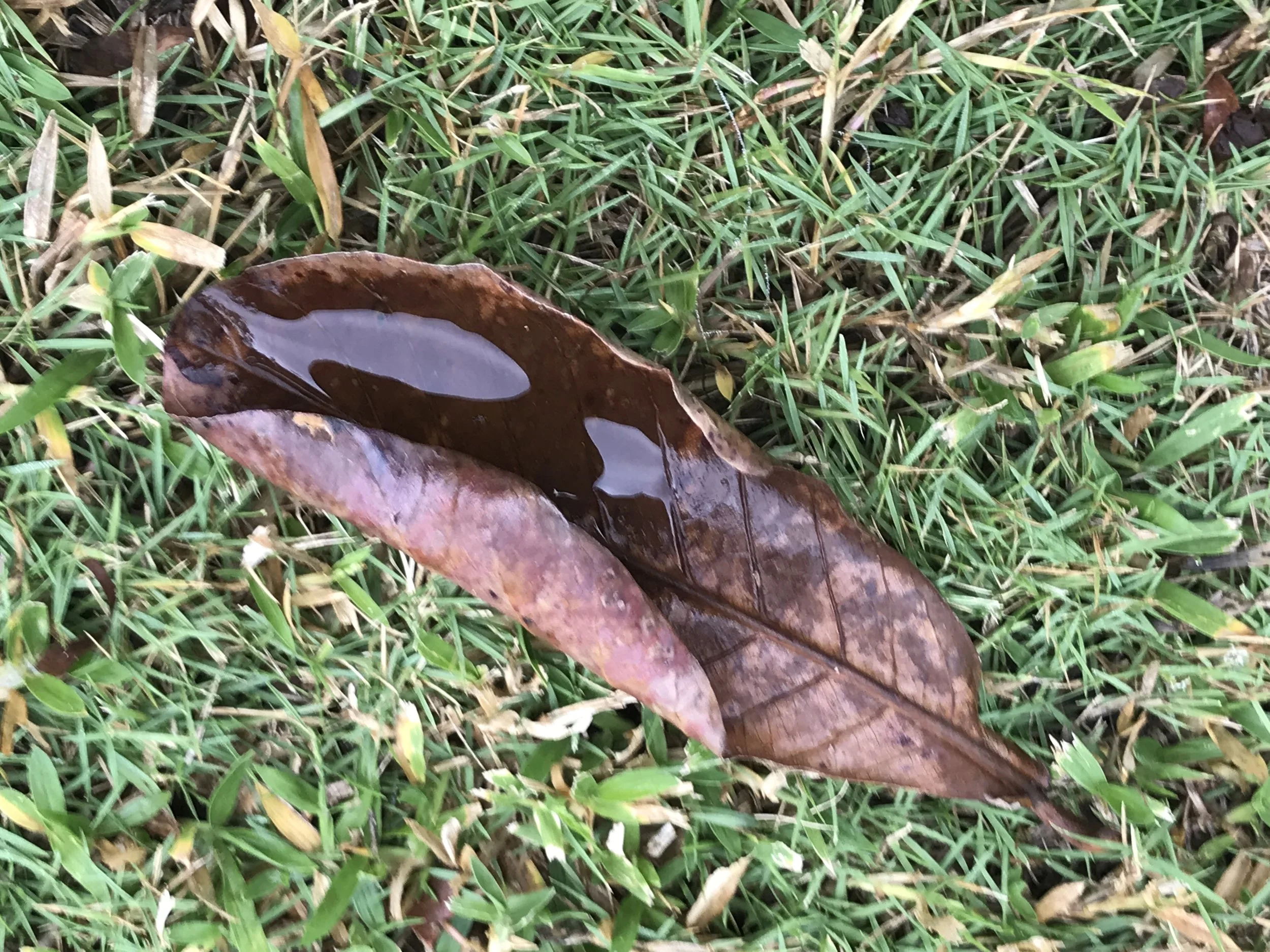 Jamaican Leaf