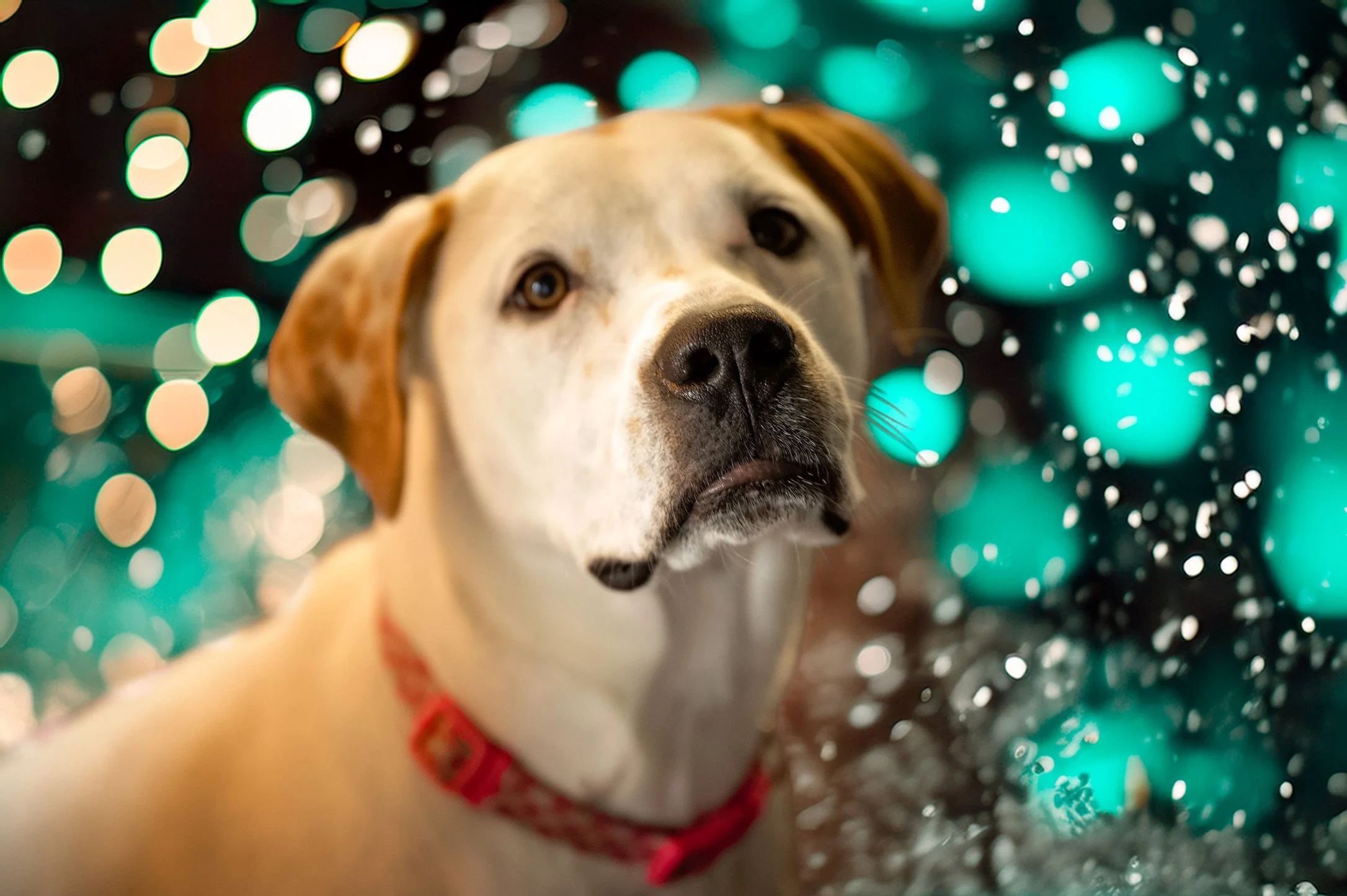 077D30F9-4863-457E-A80A-D82CF41B2B57_1_102_o.jpeg
