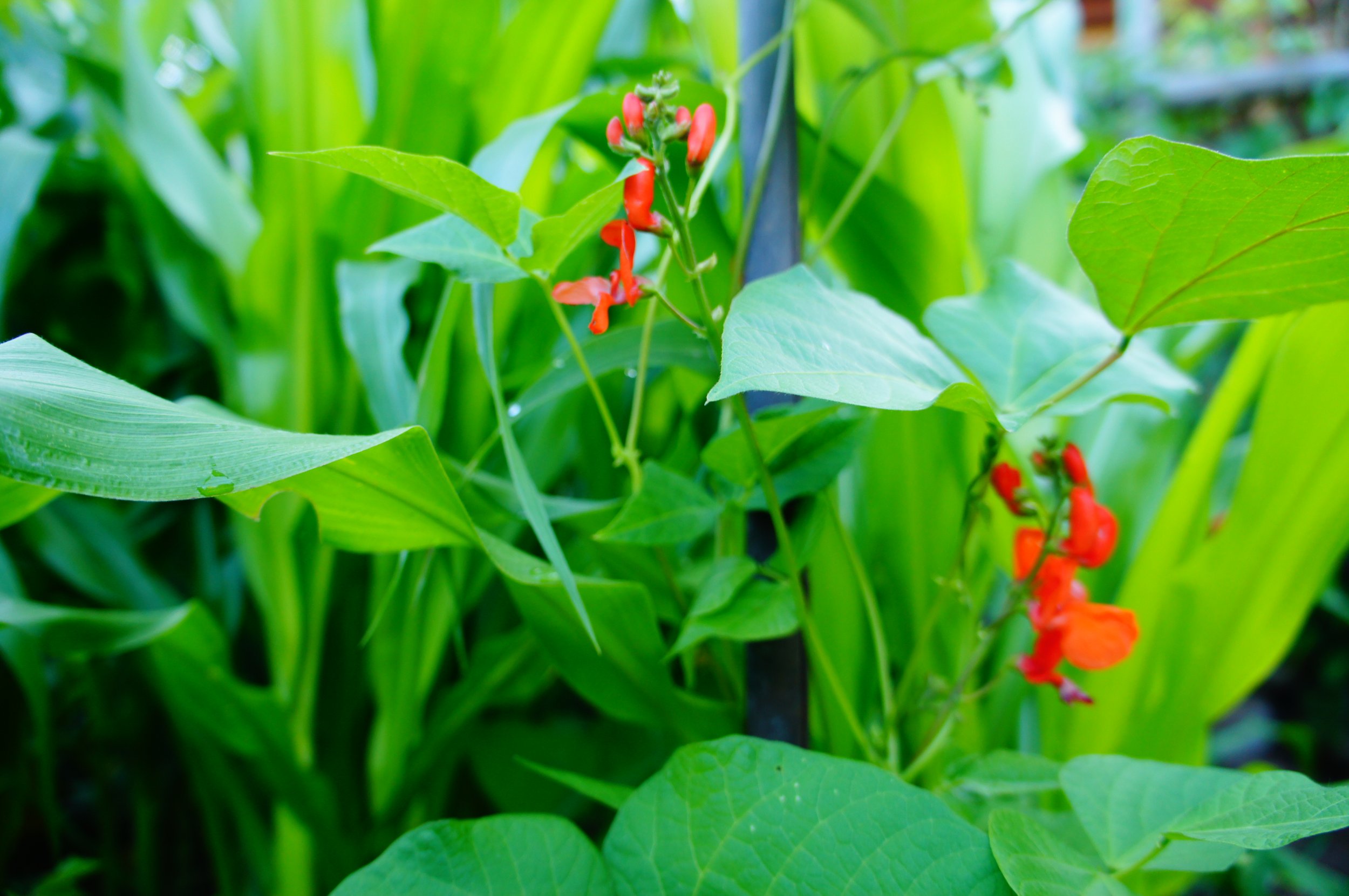 Close-up of green leafy plant with red and orange flowers in a garden setting.