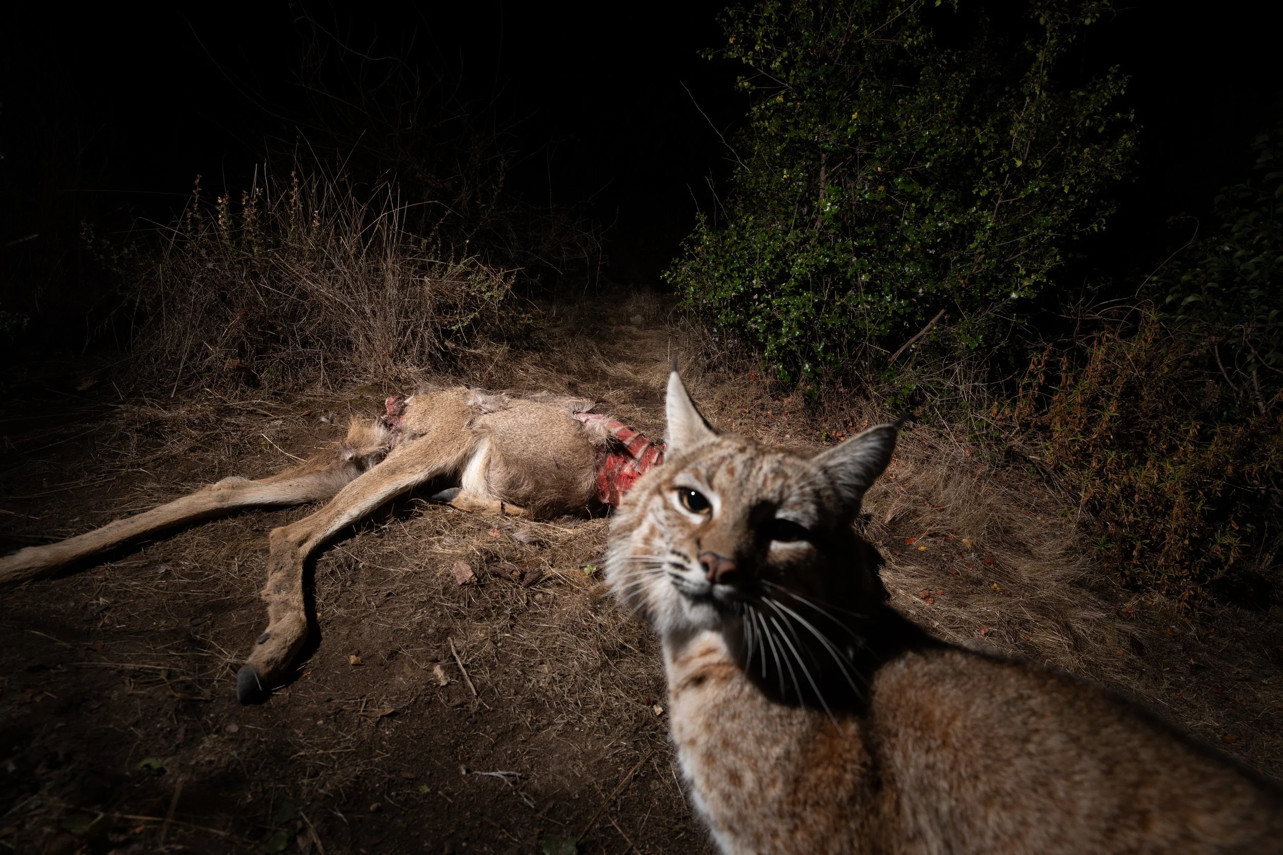 CAMERA TRAPPING