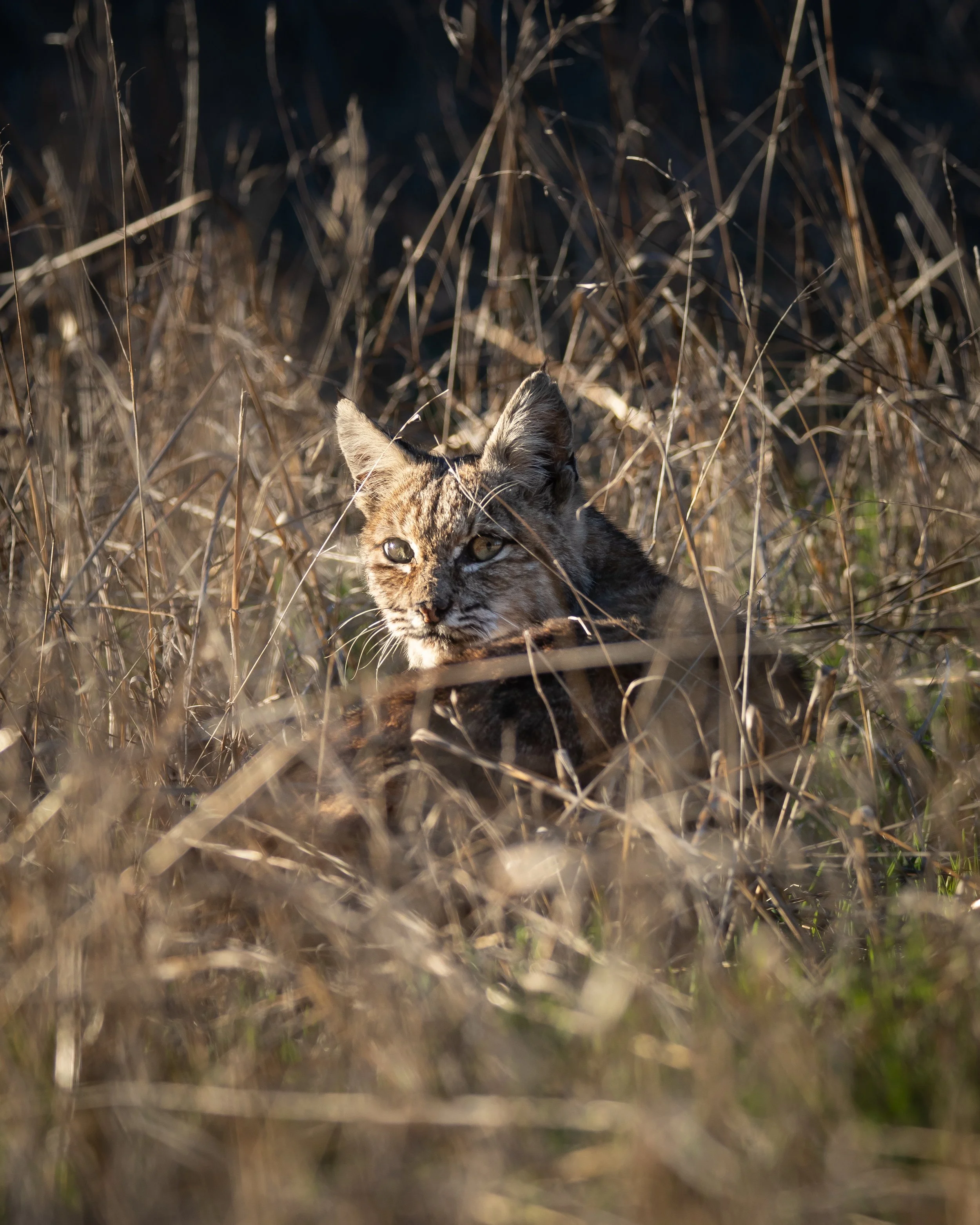 0K6A4741.jpg