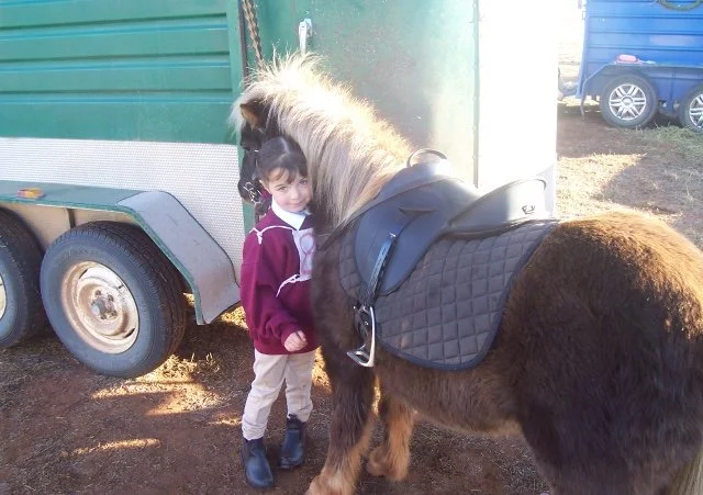 A girl in a maroon jacket and beige pants standing next to a small brown horse with a saddle and bridle, near a green and gray trailer and a blue vehicle in the background.