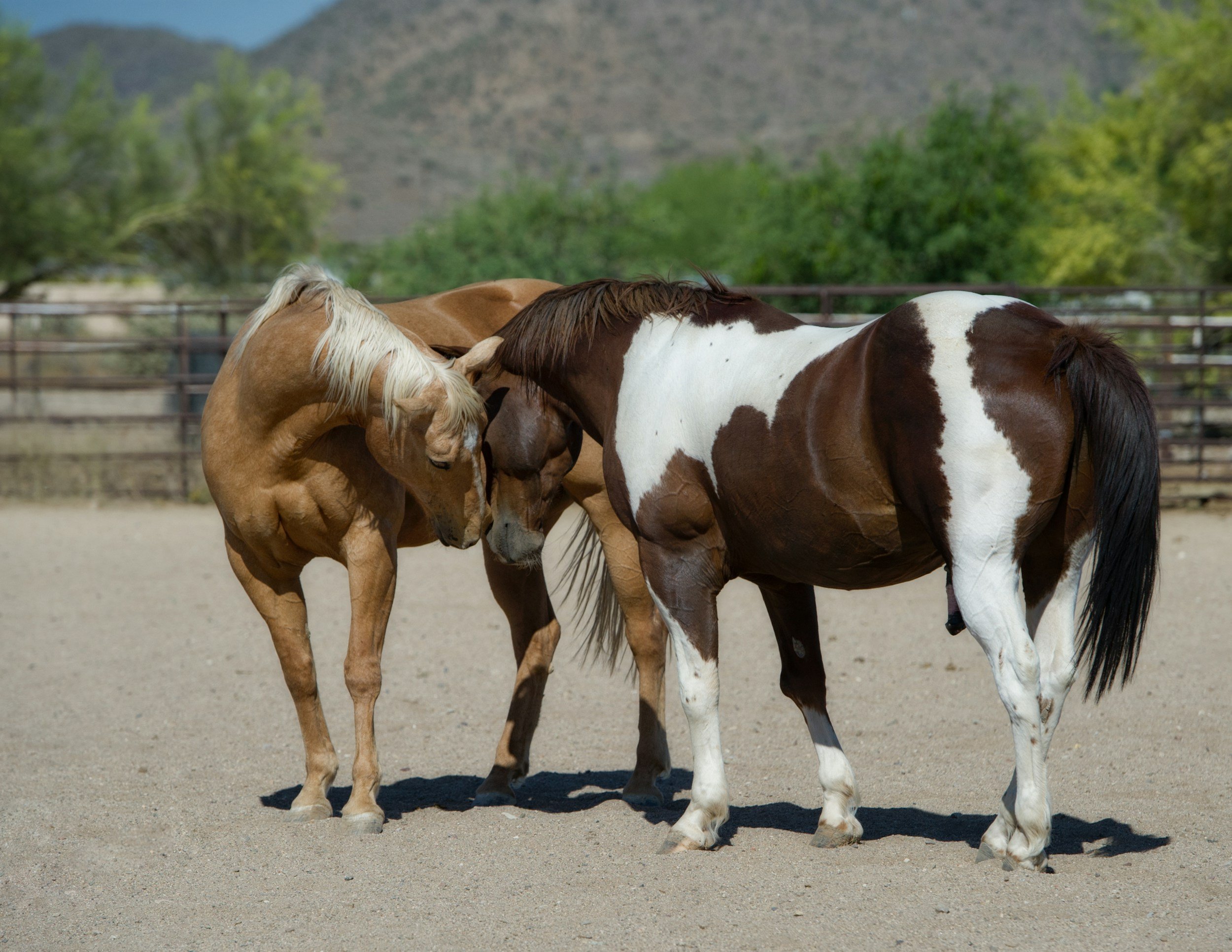 Three horses standing together on a sandy area, with trees and mountains in the background.