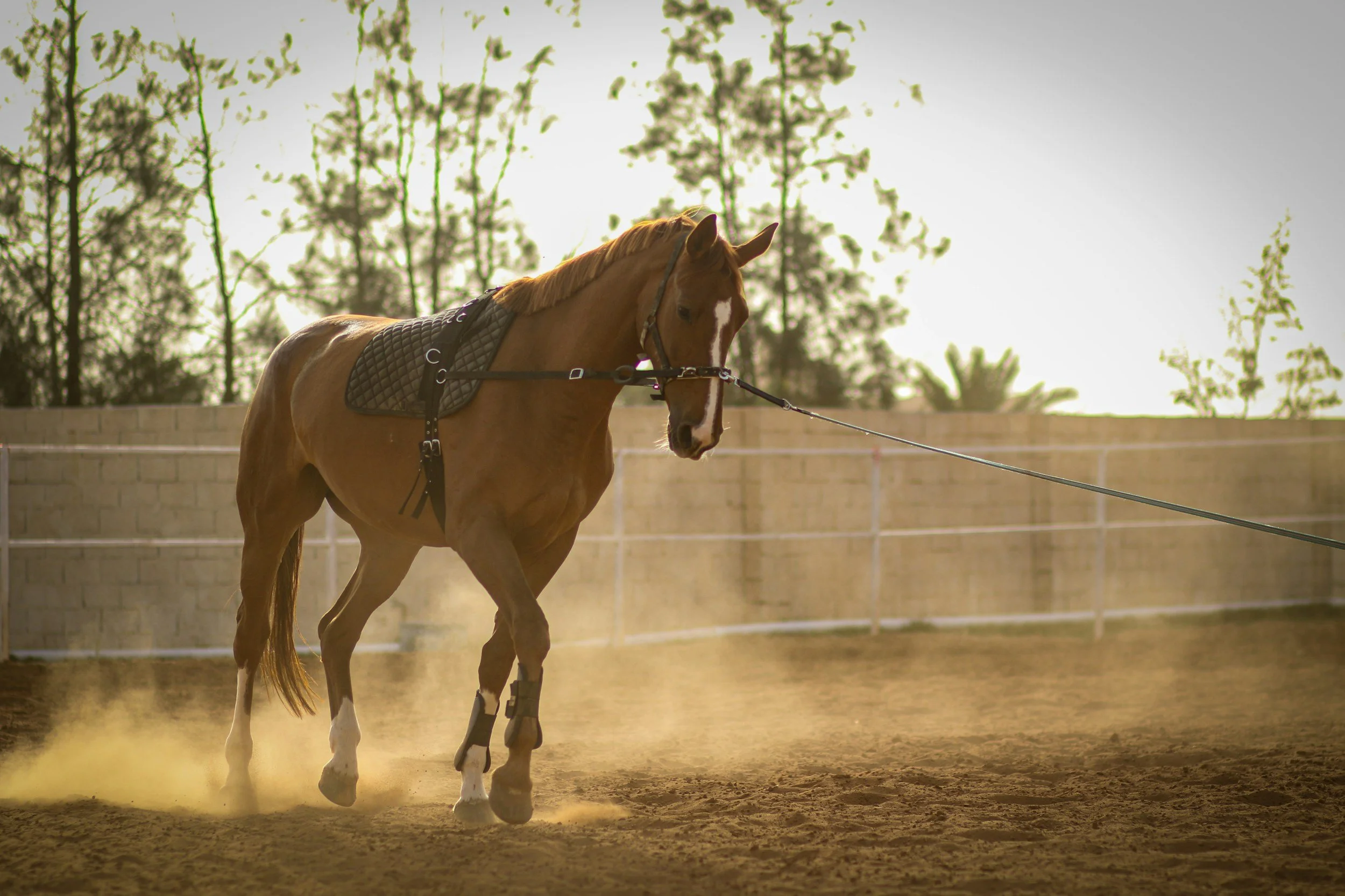A chestnut horse with a white blaze on its face trots in an outdoor riding arena during sunset, wearing a black saddle and bridle, with trees and a brick wall in the background.