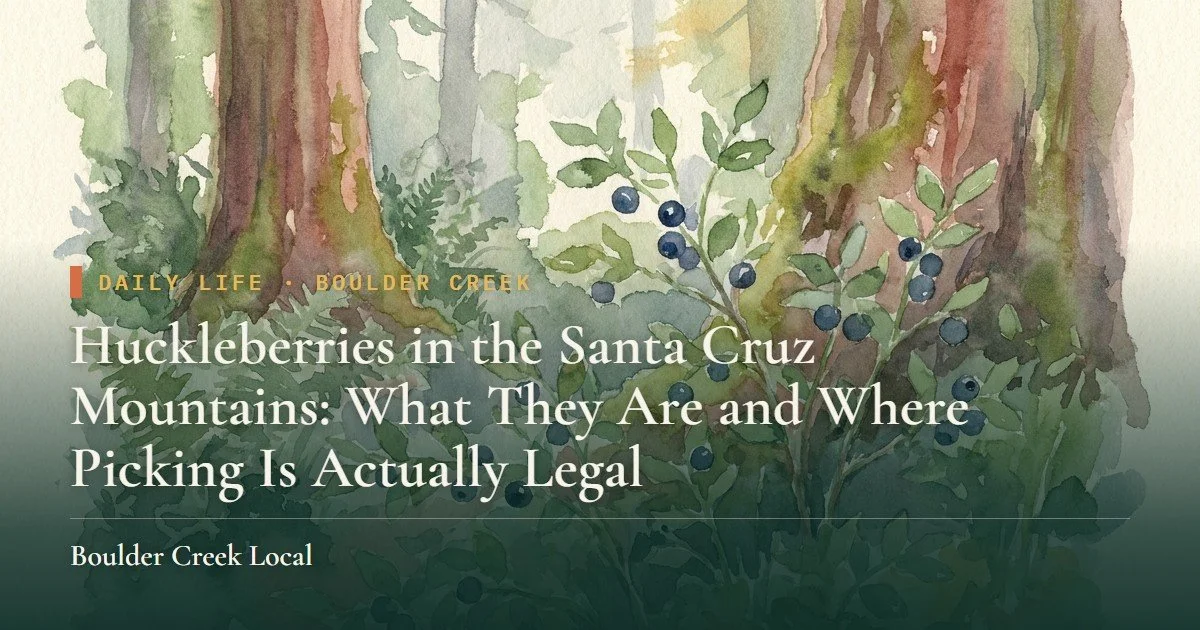 Huckleberries in the Santa Cruz Mountains: What They Are and Where Picking Is Actually Legal