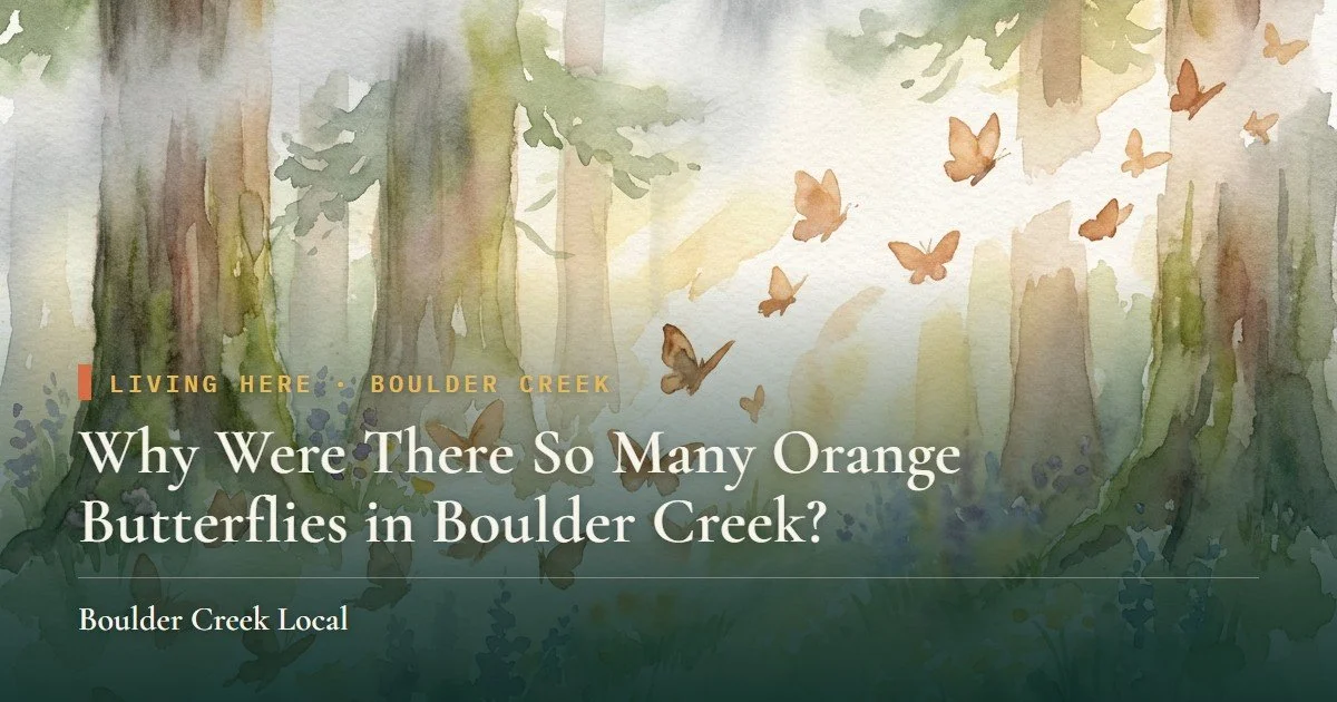 Why Were There So Many Orange Butterflies in Boulder Creek?