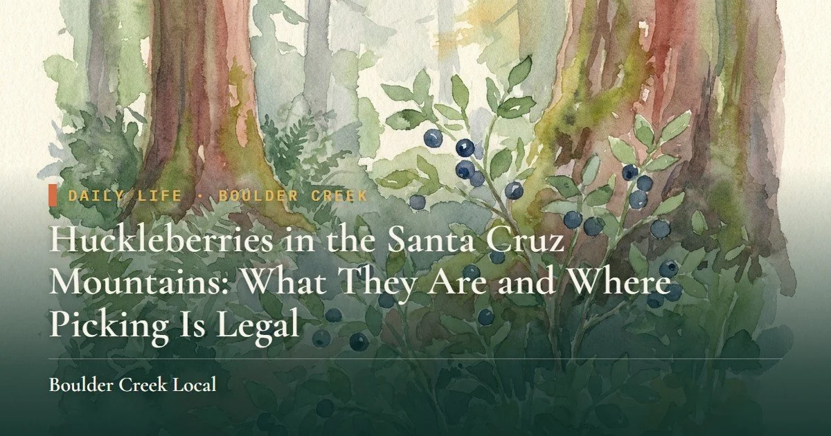 Huckleberries in the Santa Cruz Mountains: What They Are and Where Picking Is Legal