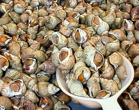 COQUILLAGES/ SELLFISH
