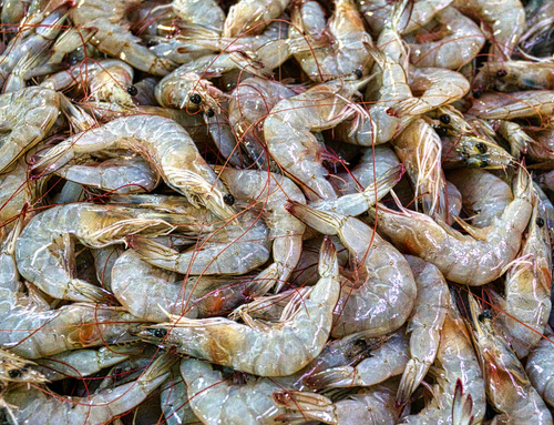CRUSTACÉS/ CRUSTACEANS