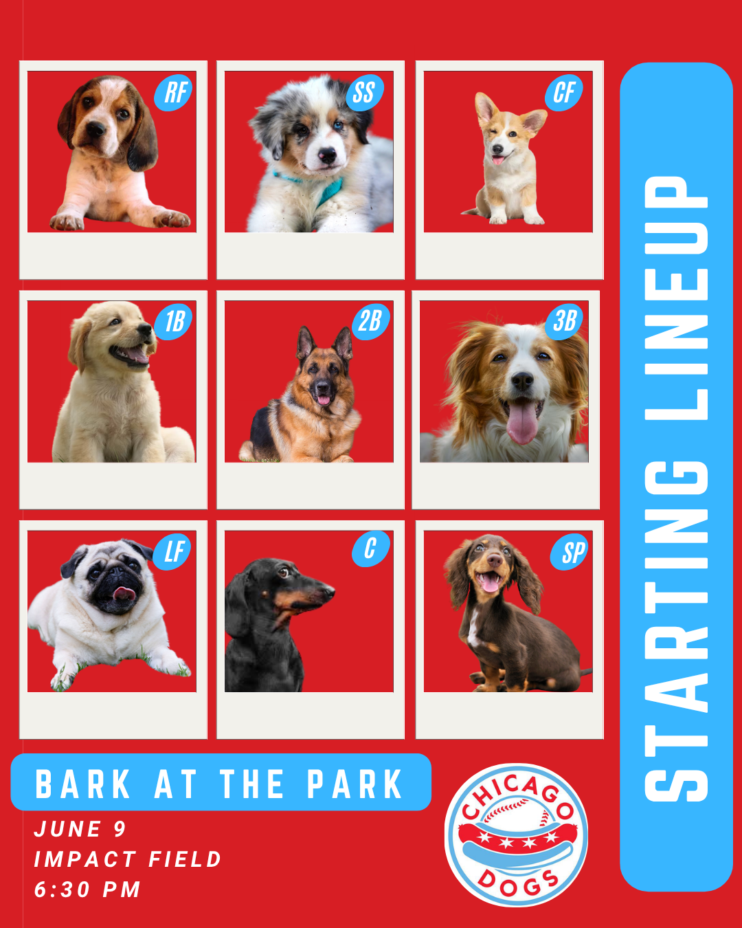 Chicago Dogs Graphic