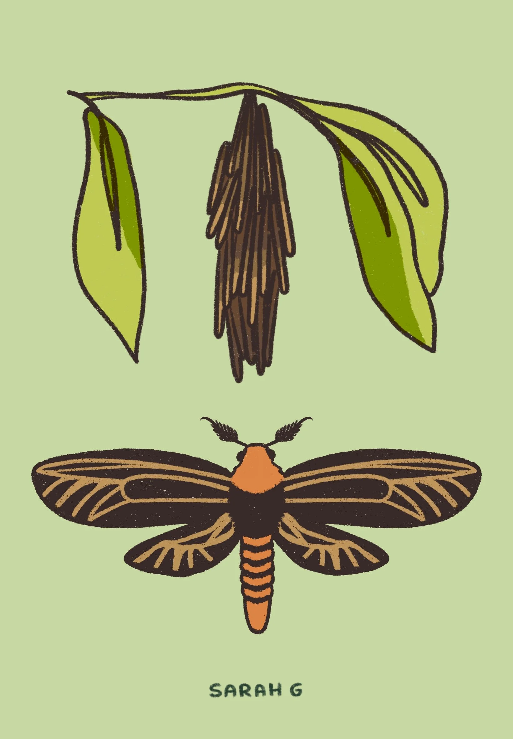 Case Moth_Sarah Gee.JPG