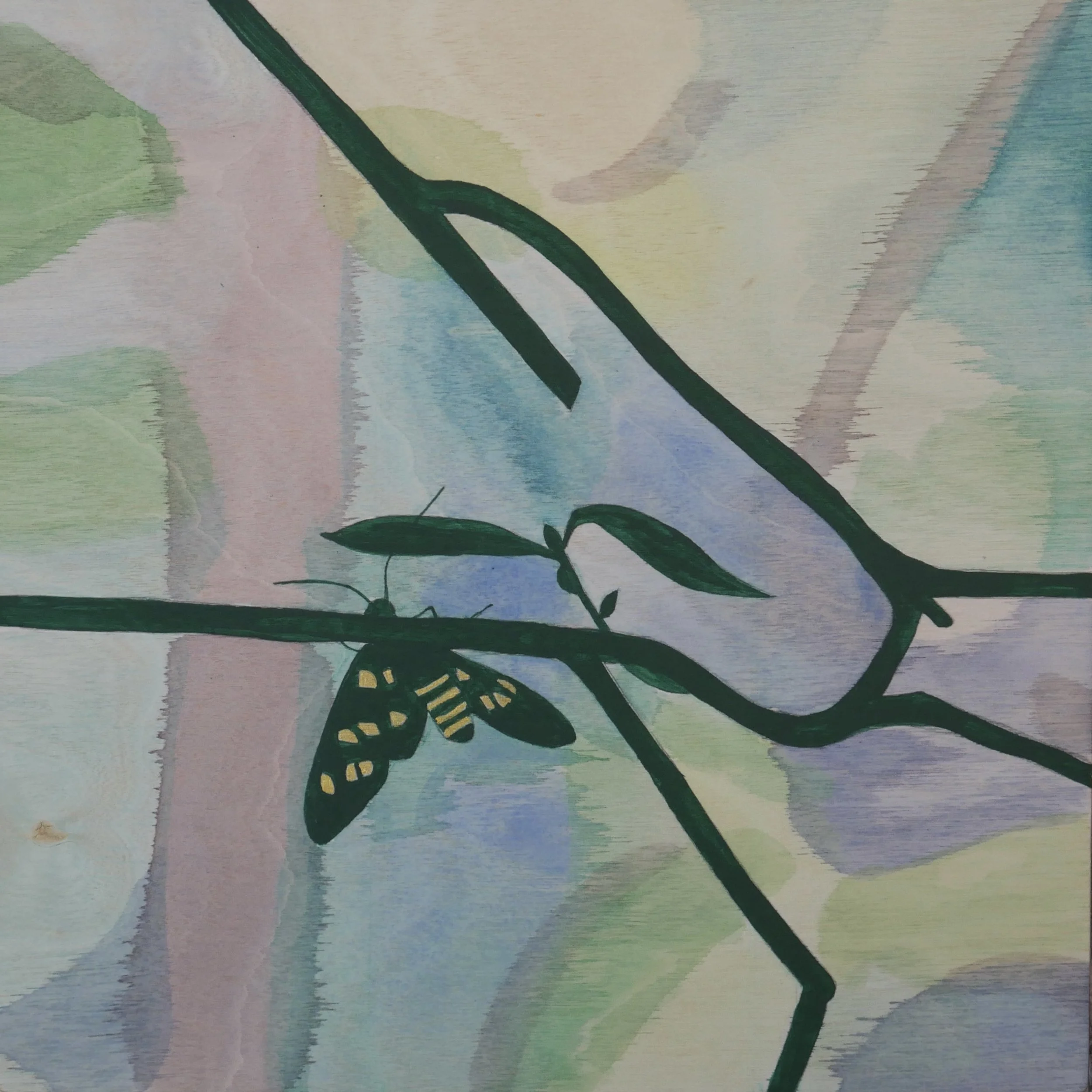 Tiger Moth