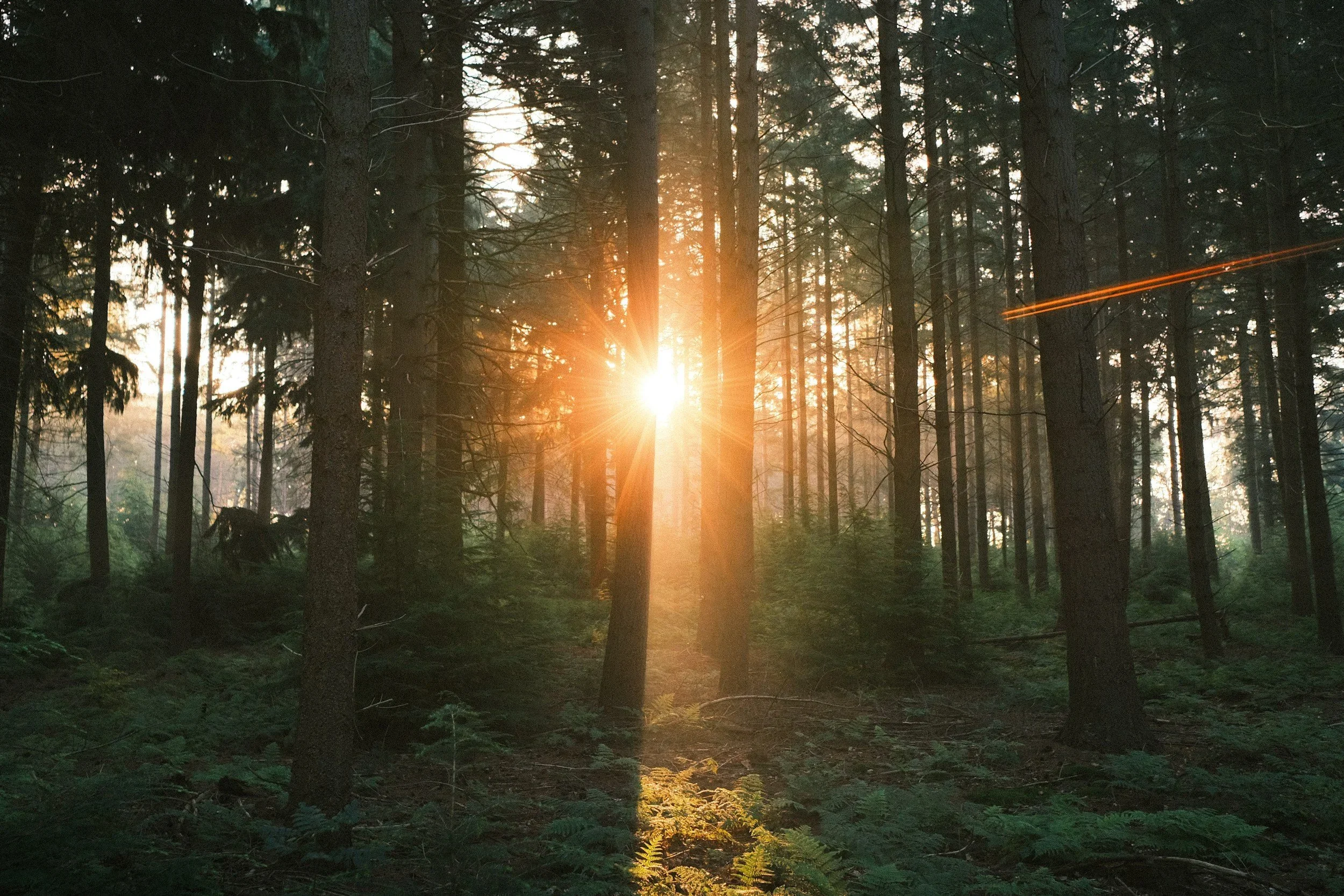 Sunlight shining through a dense forest of tall pine trees during sunset, with green foliage on the forest floor.