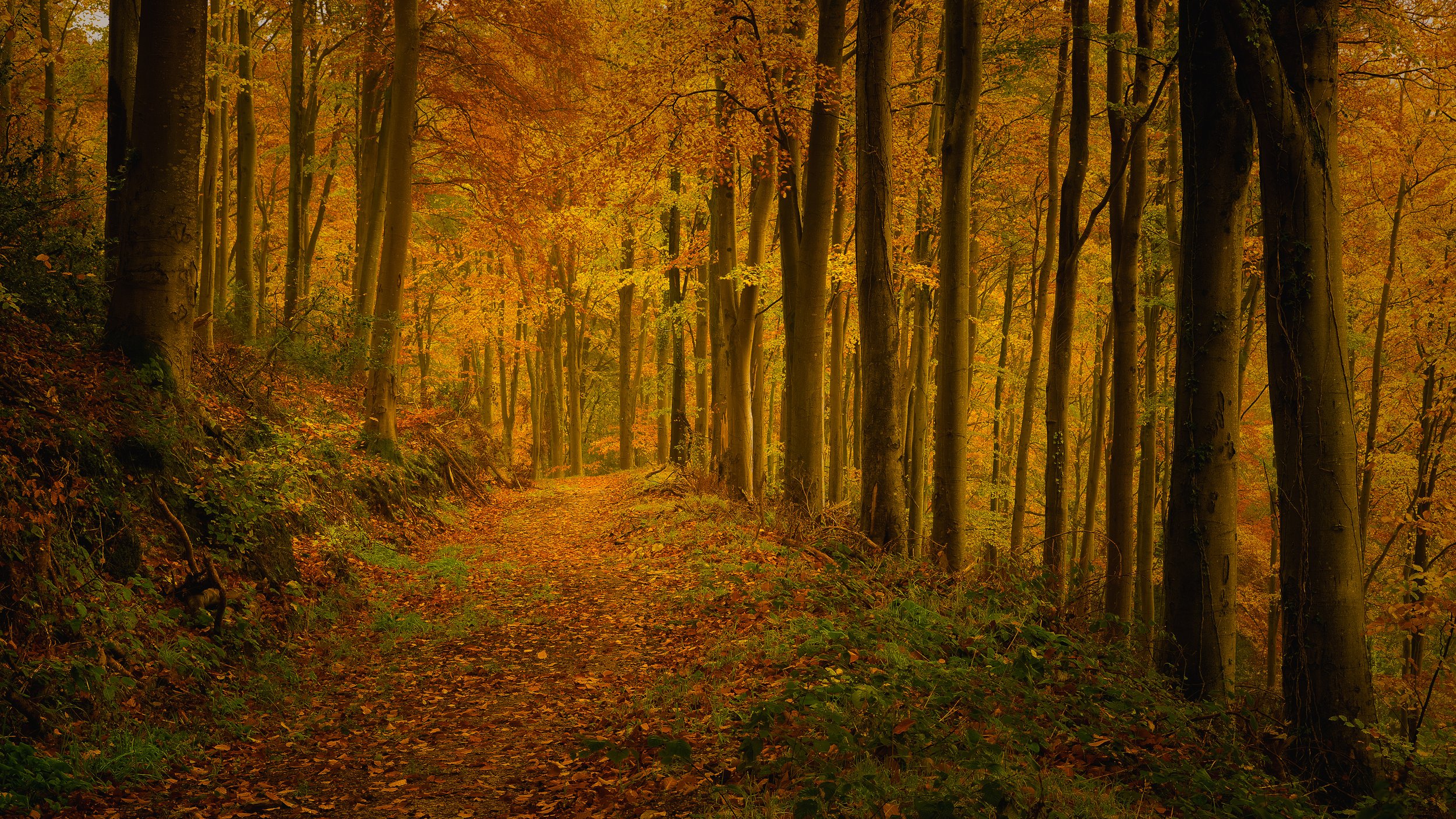 A forest trail surrounded by tall trees with autumn leaves in shades of orange, yellow, and green.