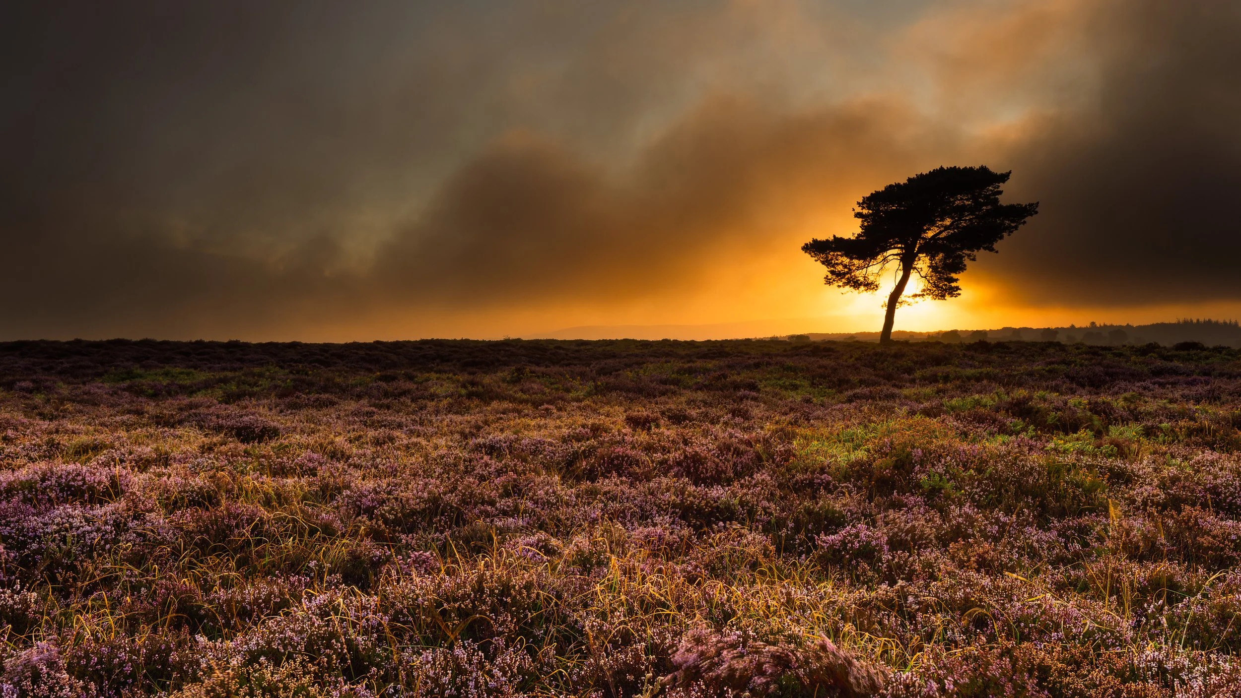 The Magic of Heather