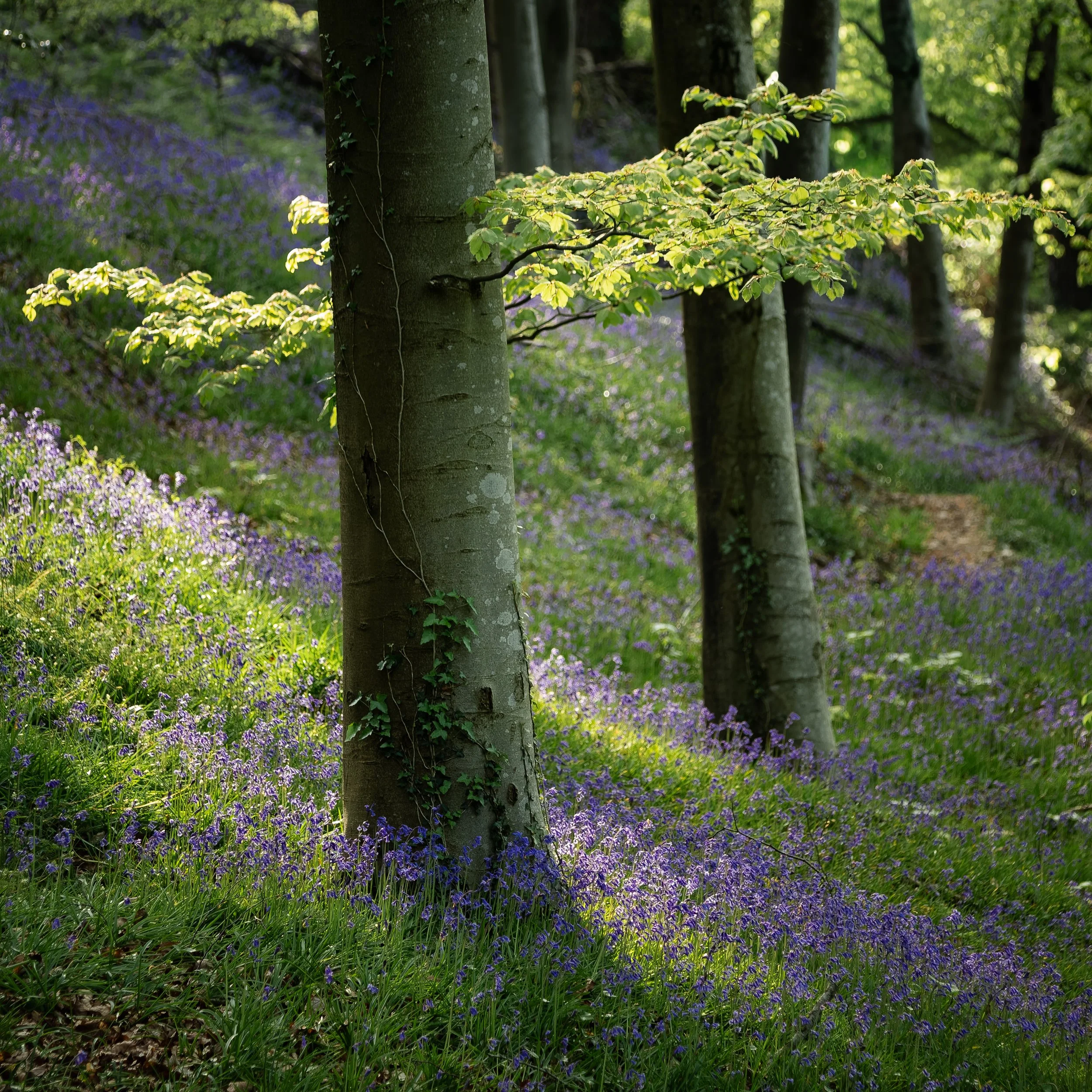 Kings Cliff, Quantock Hills