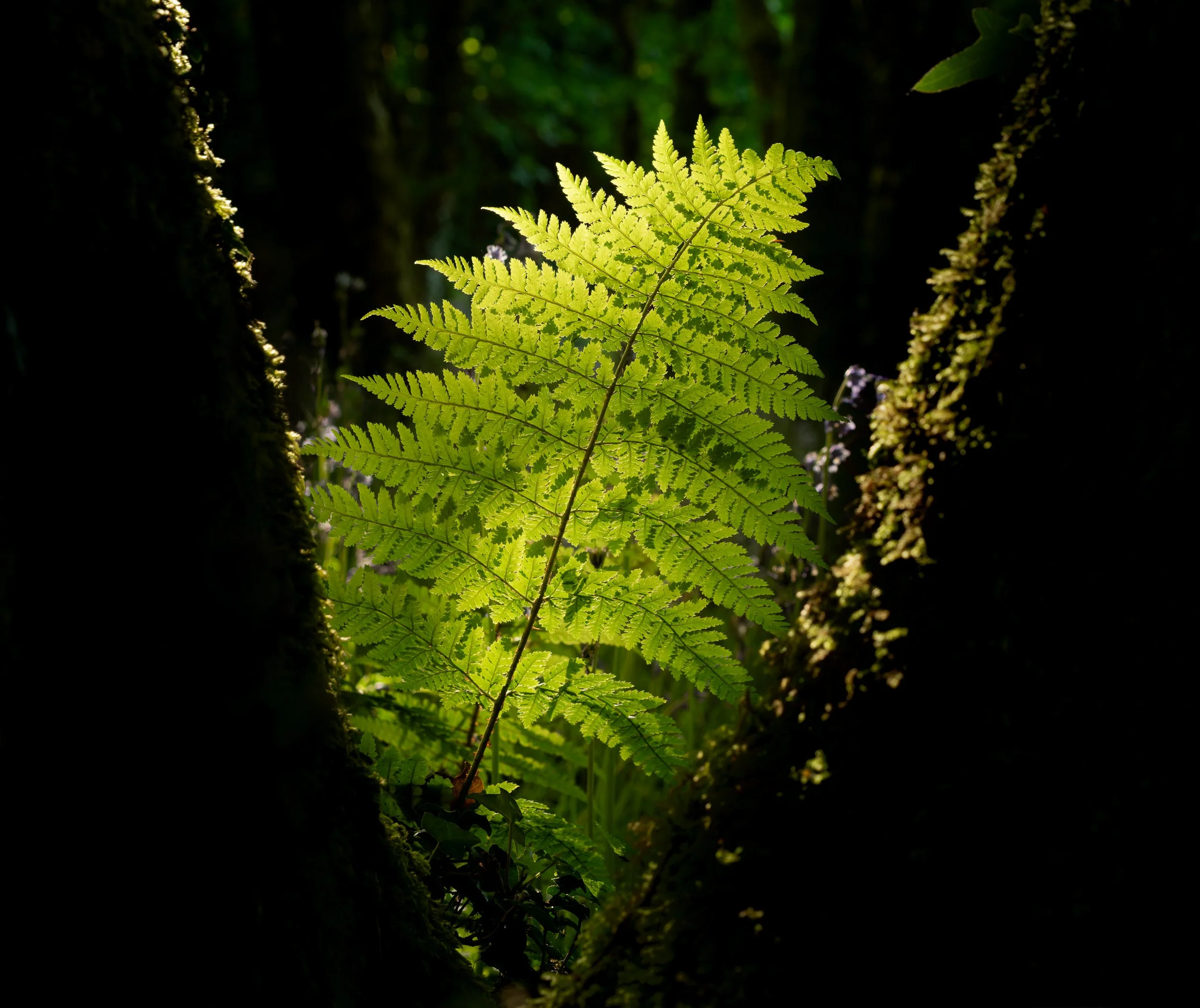 Backlit Fern