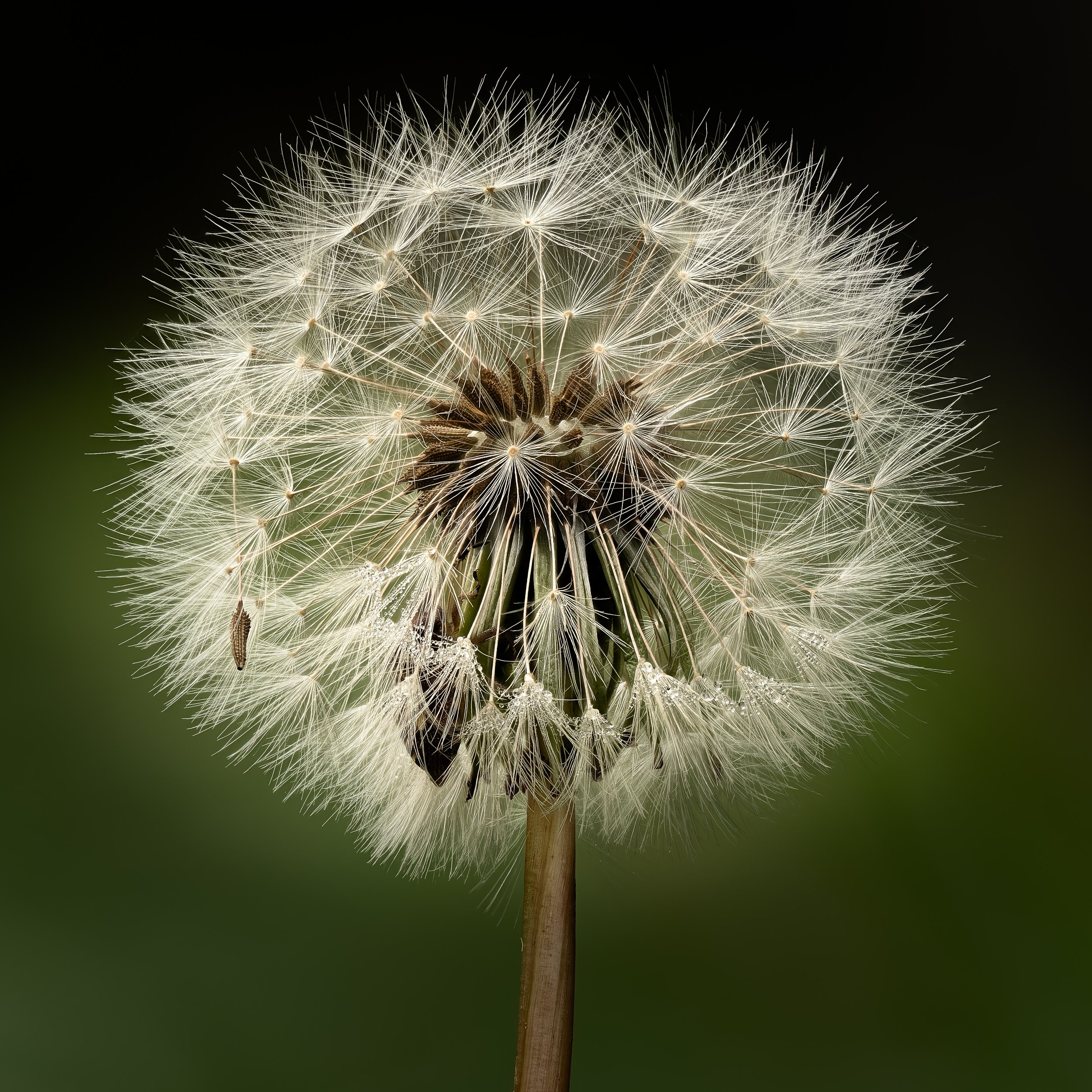 A Dandelion Seed Head