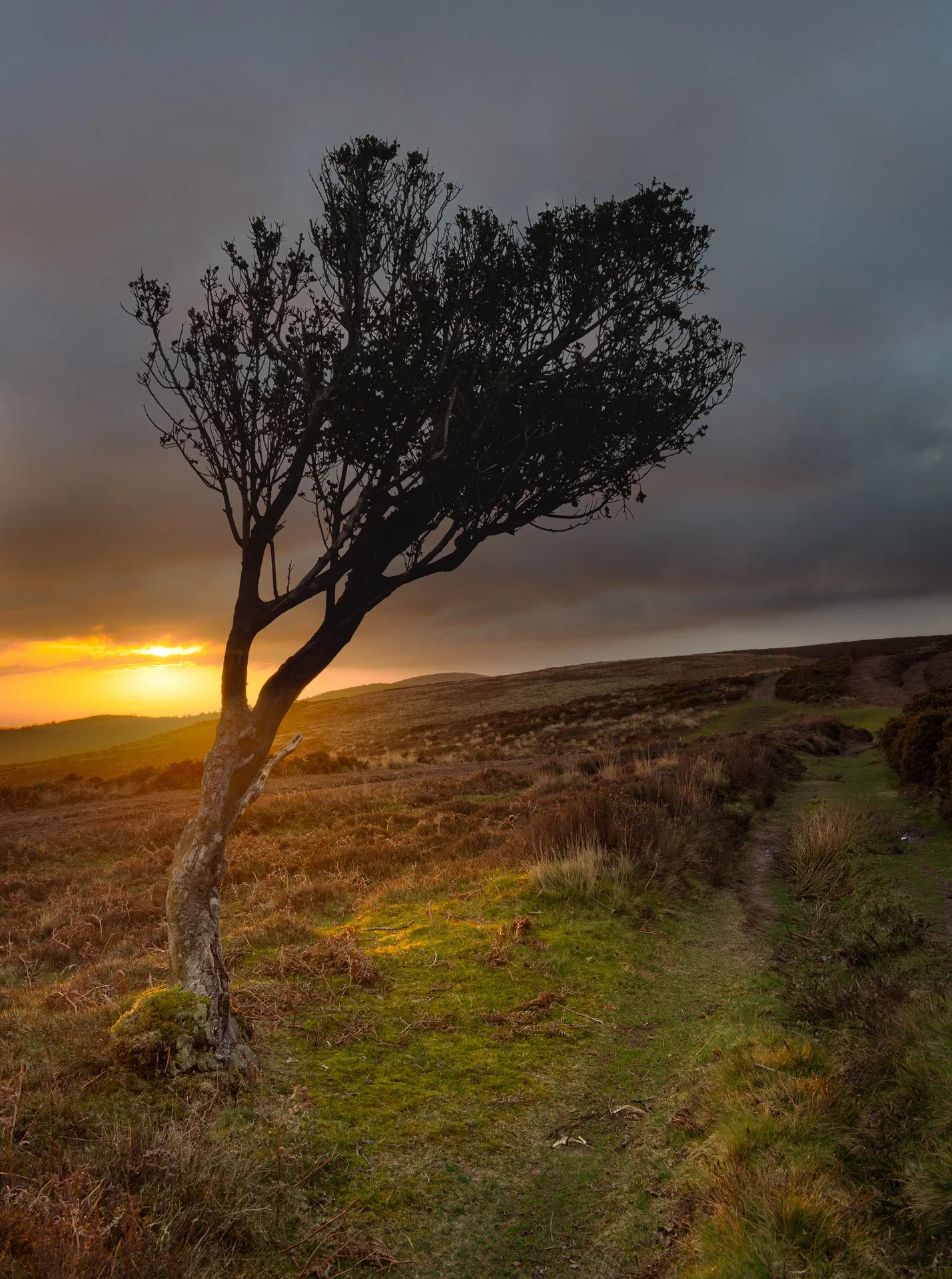 A solitary tree with a twisted trunk and bare branches stands on a grassy hillside at sunset, with dark clouds overhead and a faint glow on the horizon.