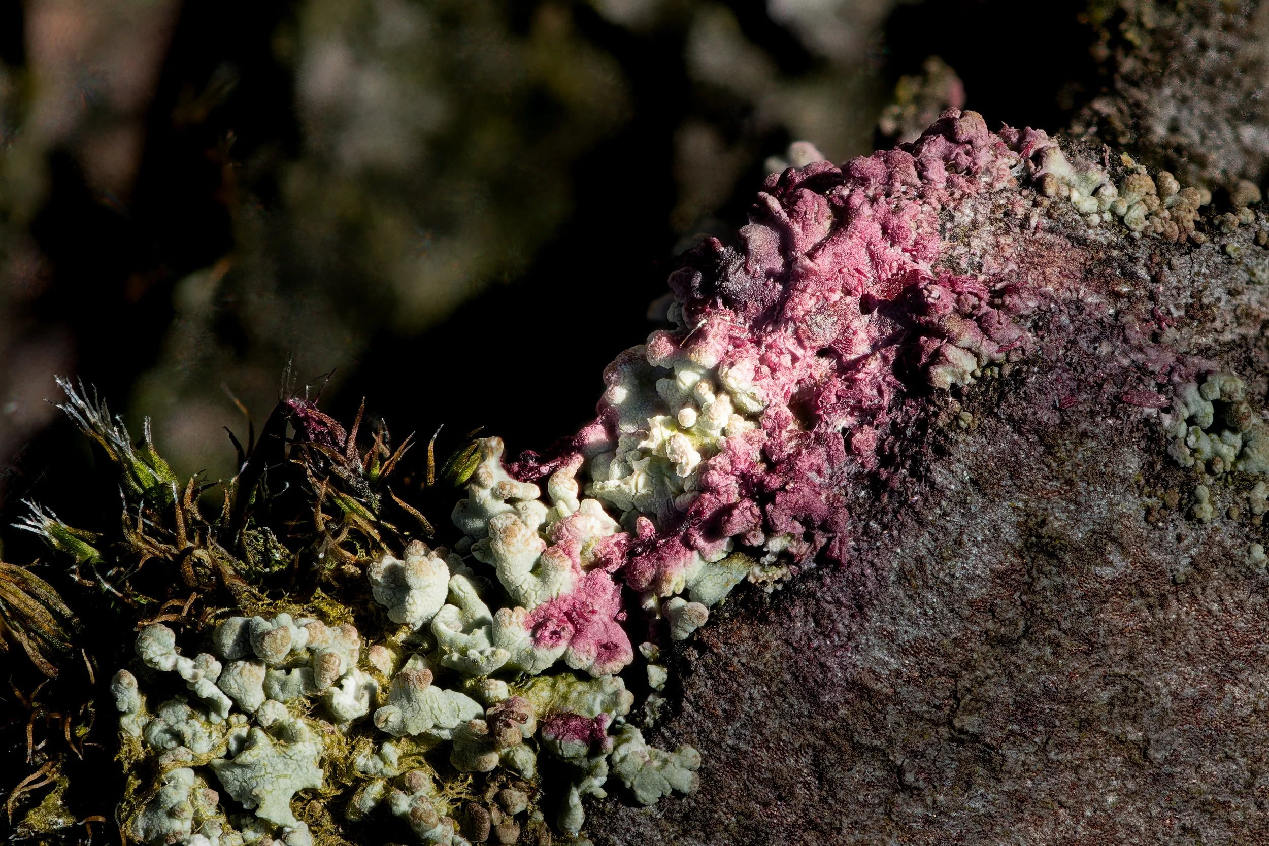 Lichen on a Tree