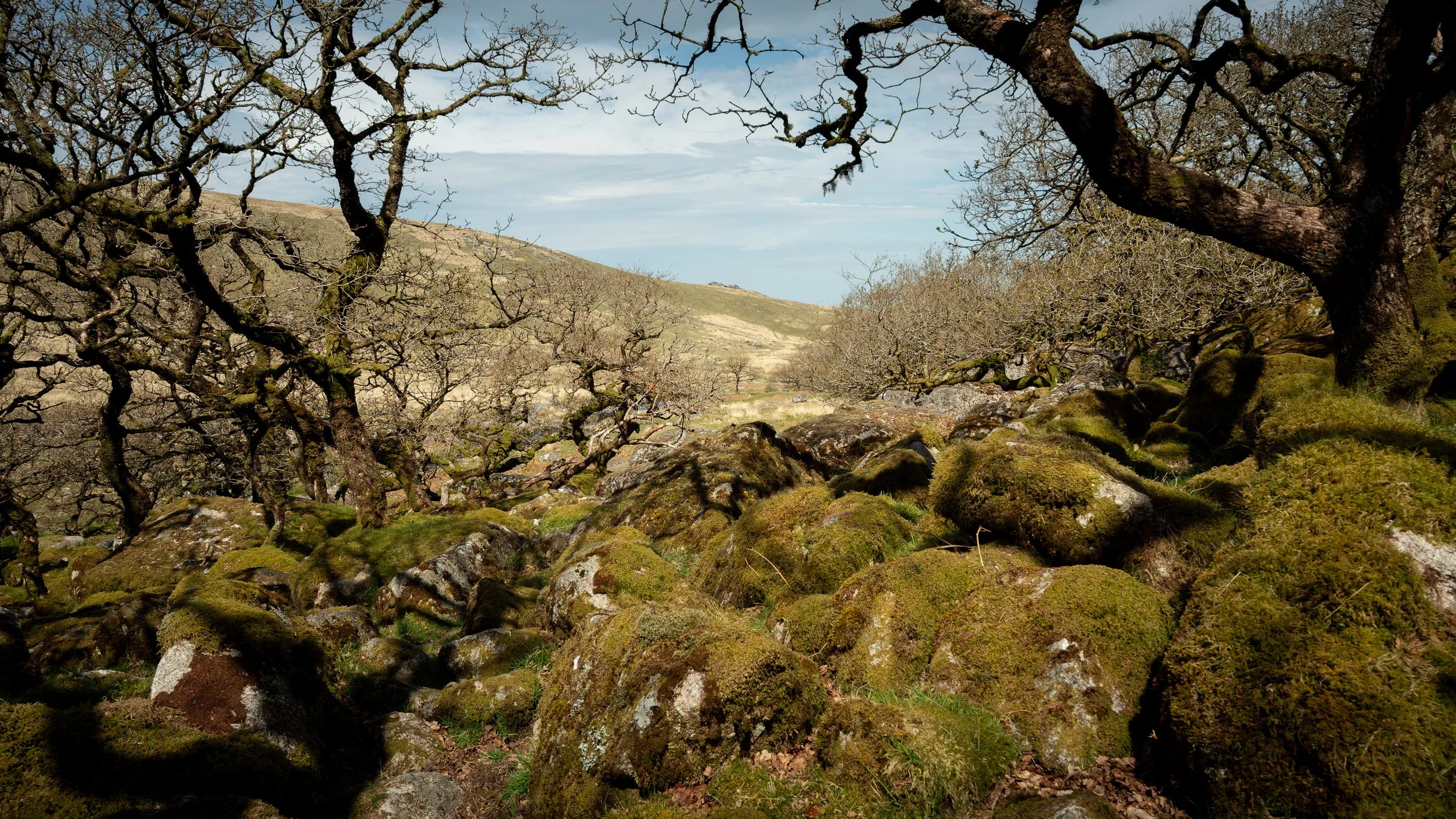 Shelstone Tor, Dartmoor
