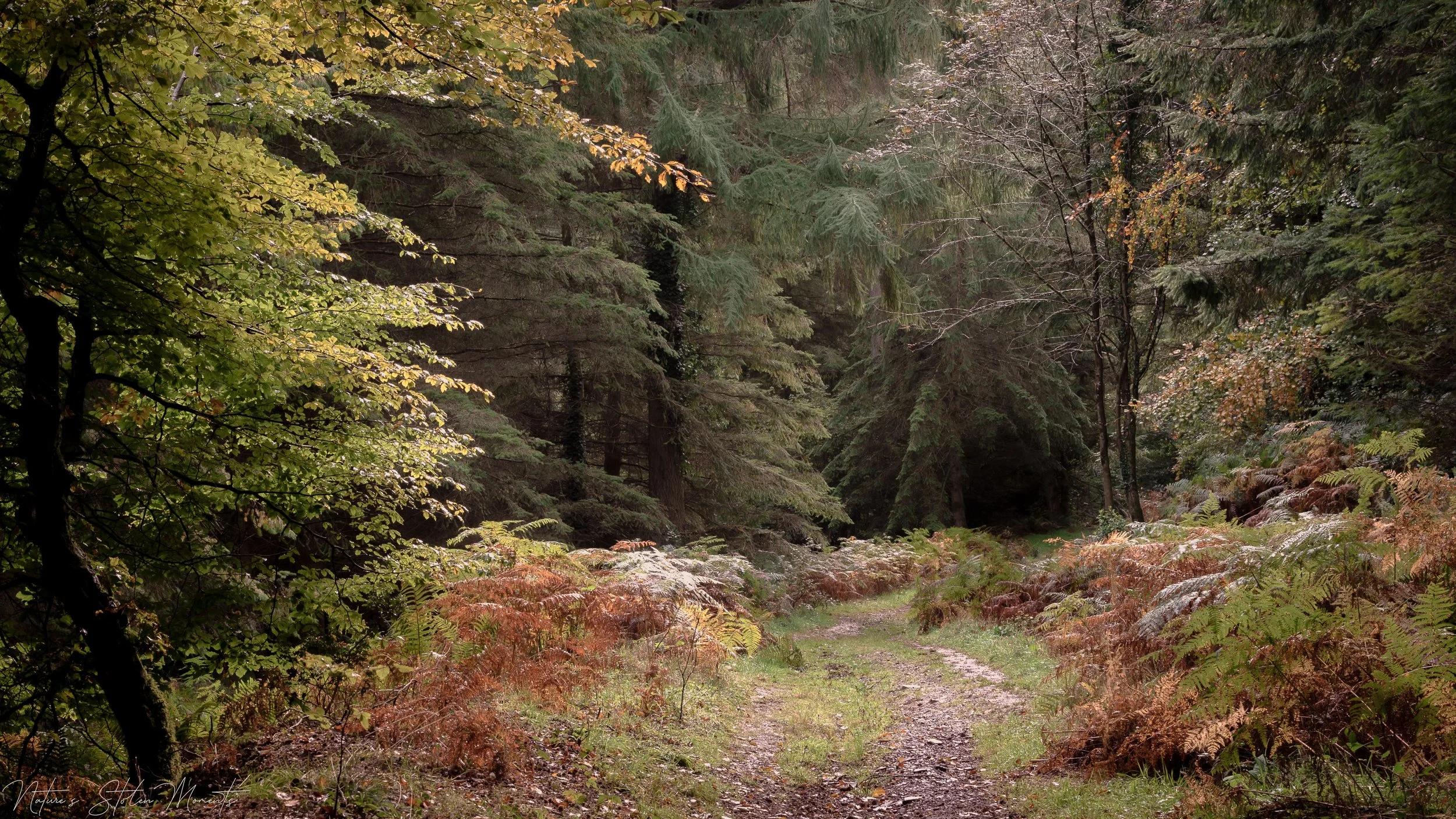 The Great Wood, Somerset