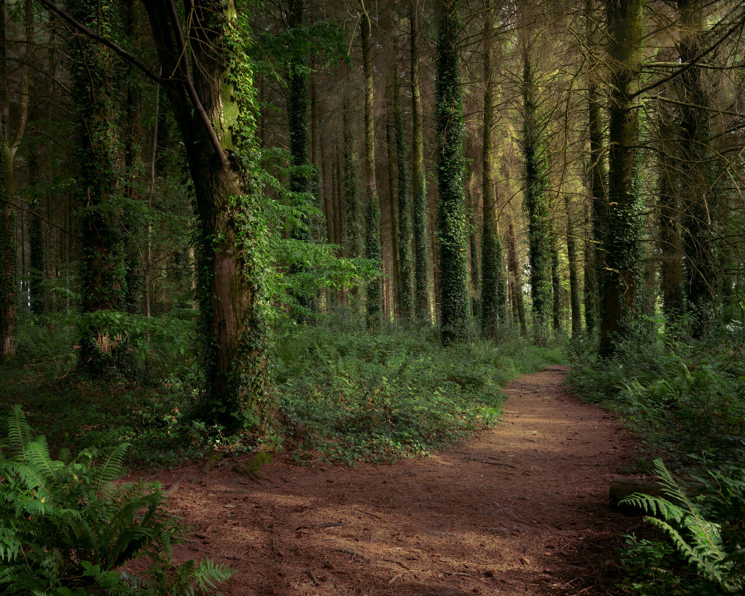 Otterhead Lakes, Somerset