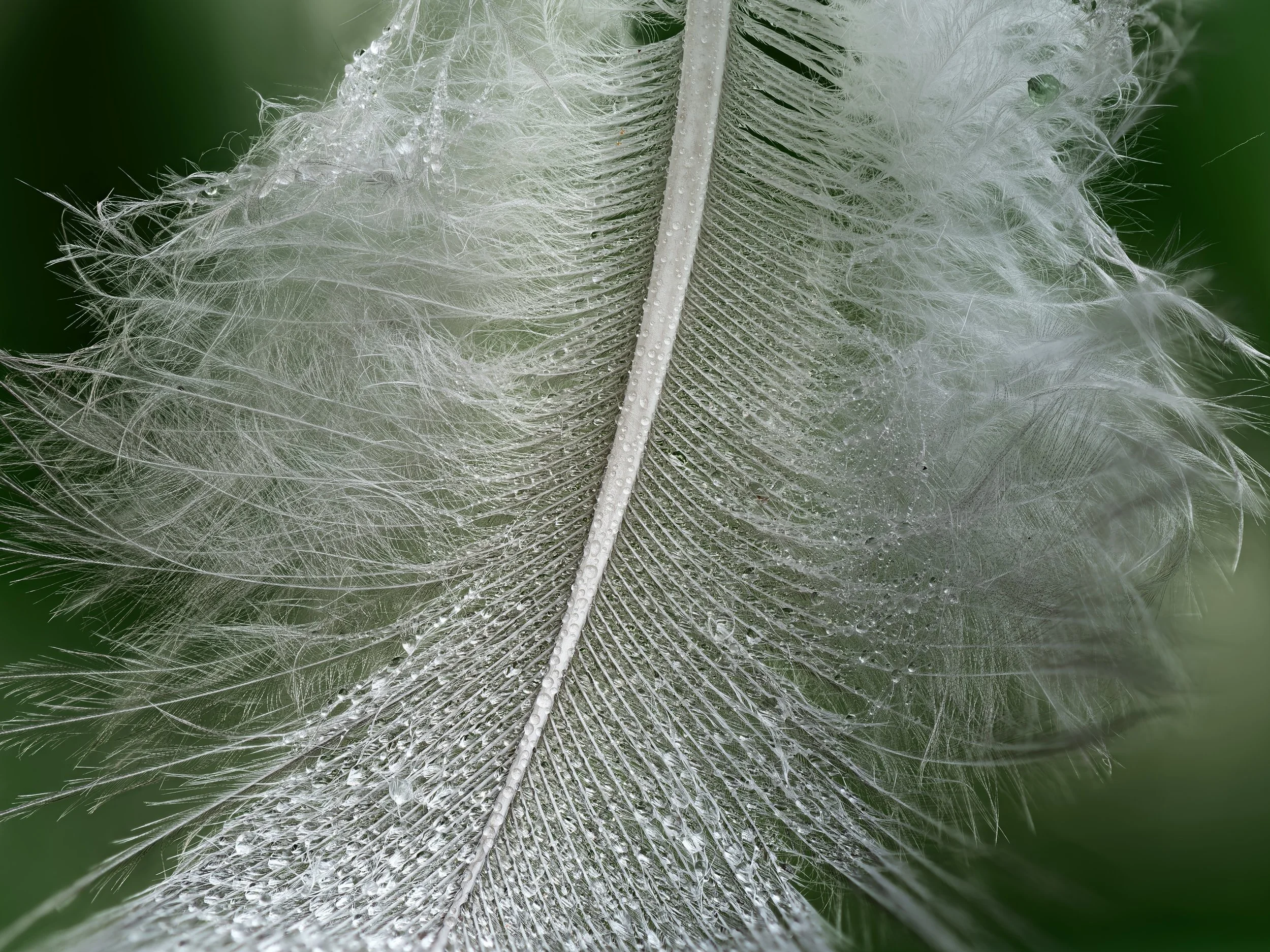 A Close Up of a White Feather