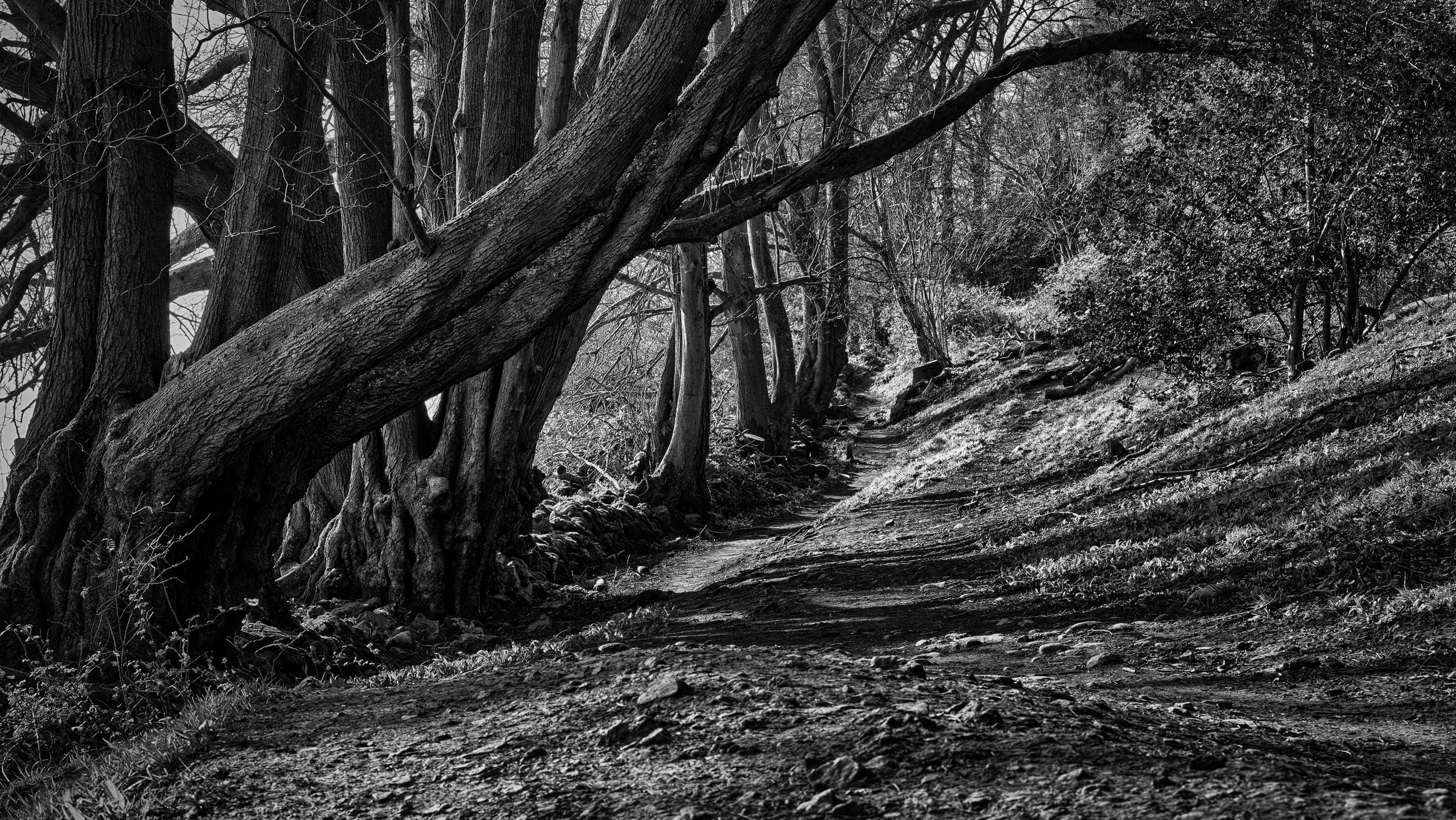 King's Wood, Somerset