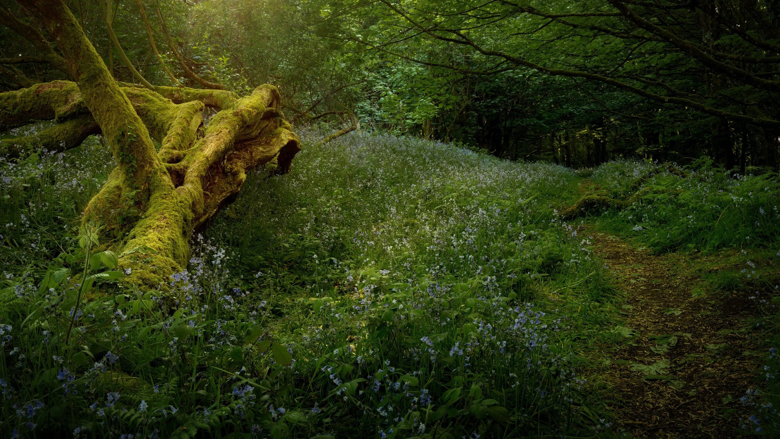 Cothelstone Hill, Quantock Hills